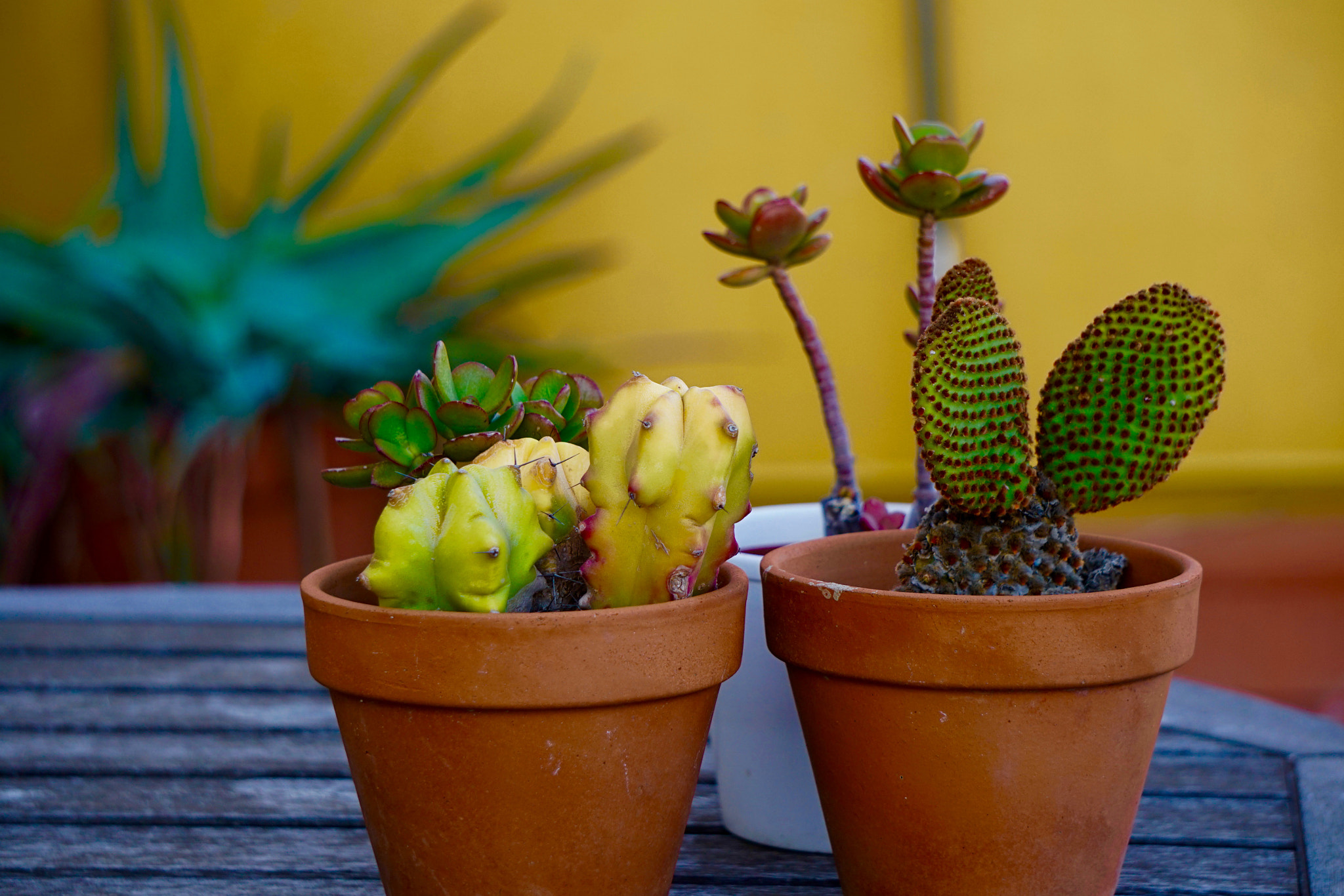 Sony E 55-210mm F4.5-6.3 OSS sample photo. Unos cactus photography