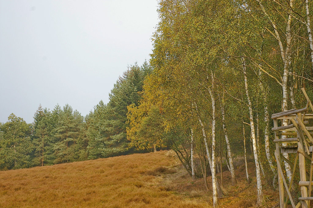 Pentax *ist DL sample photo. Herbst kommt photography