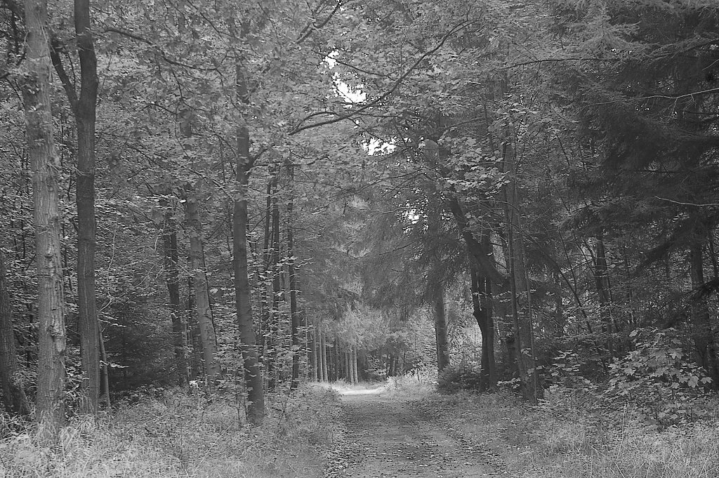Pentax *ist DL sample photo. Little path in forest photography