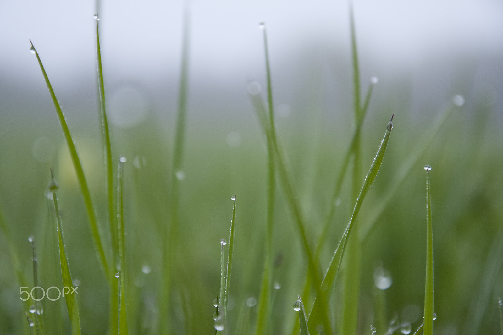 Canon EOS 40D sample photo. Early morning dewdrops photography