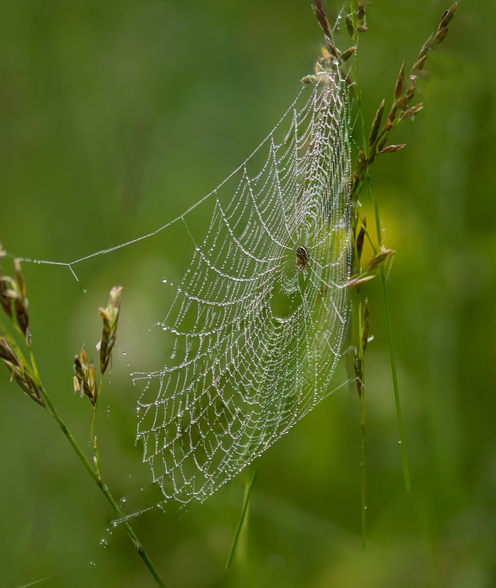105mm F2.8 sample photo. Little spider at home photography
