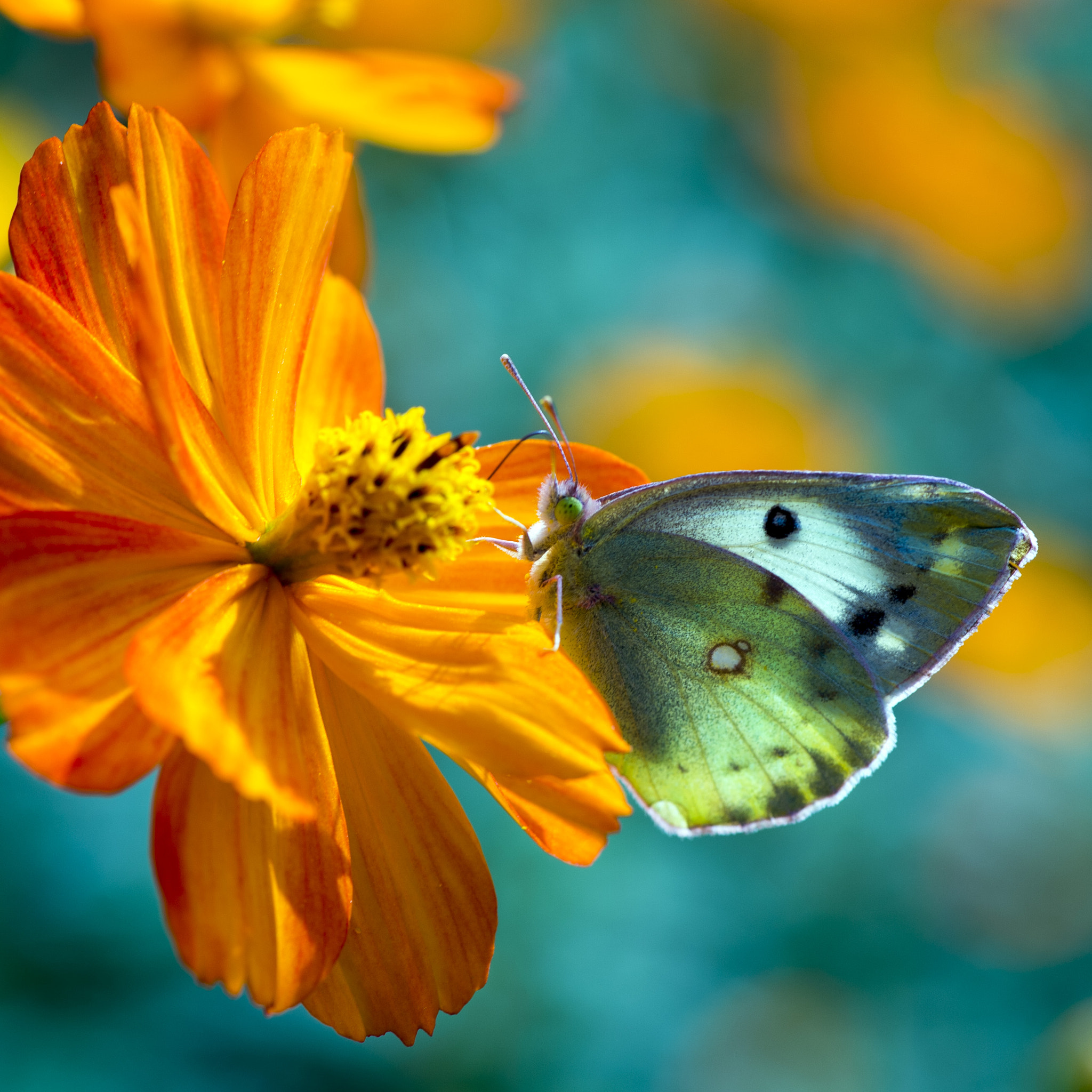 Nikon Df sample photo. Butterfly photography