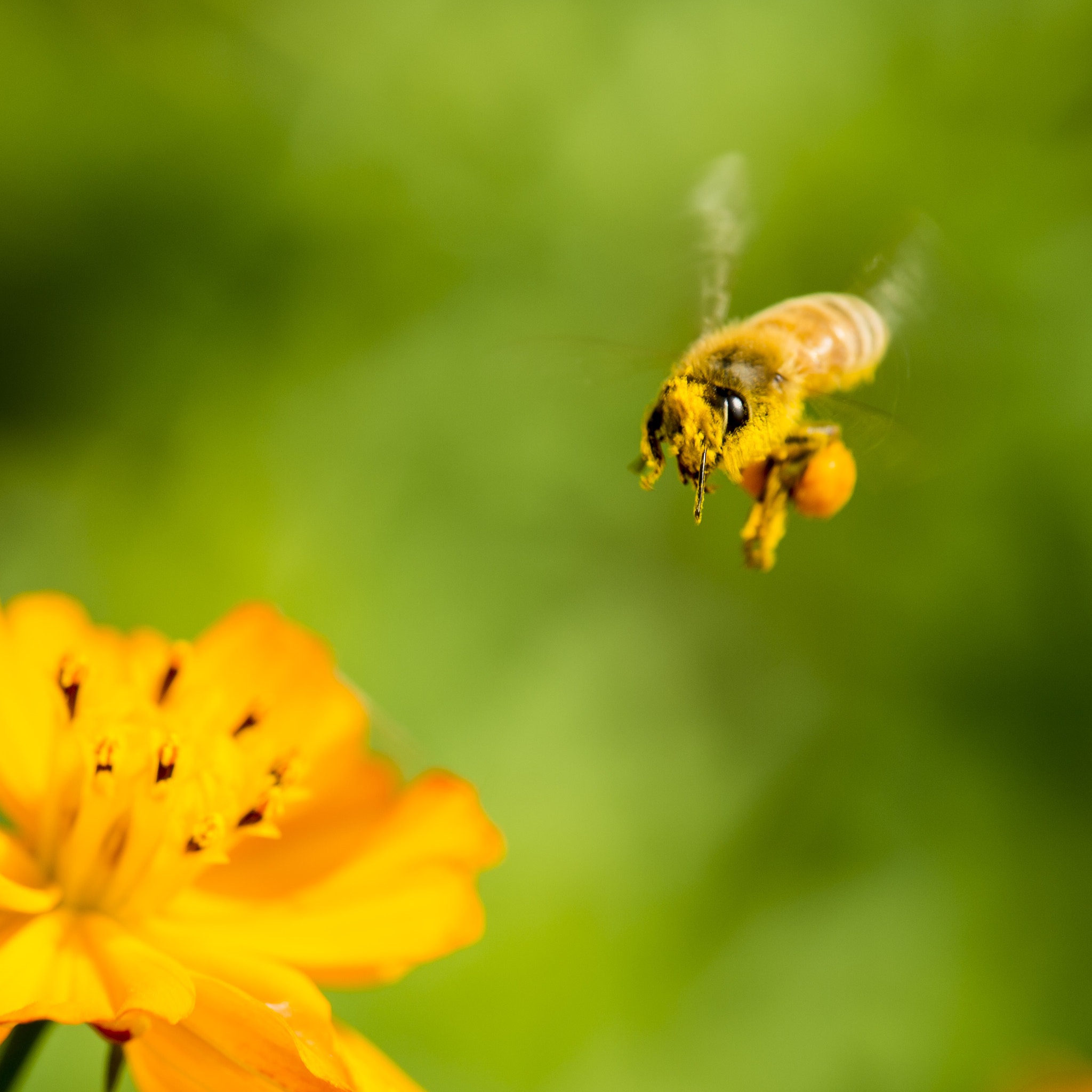 Nikon Df sample photo. The bees photography