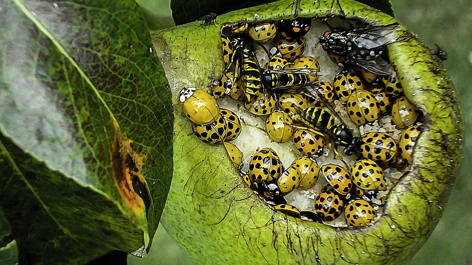 Sony DSC-W80 sample photo. Ladybugs, wasps and flies photography