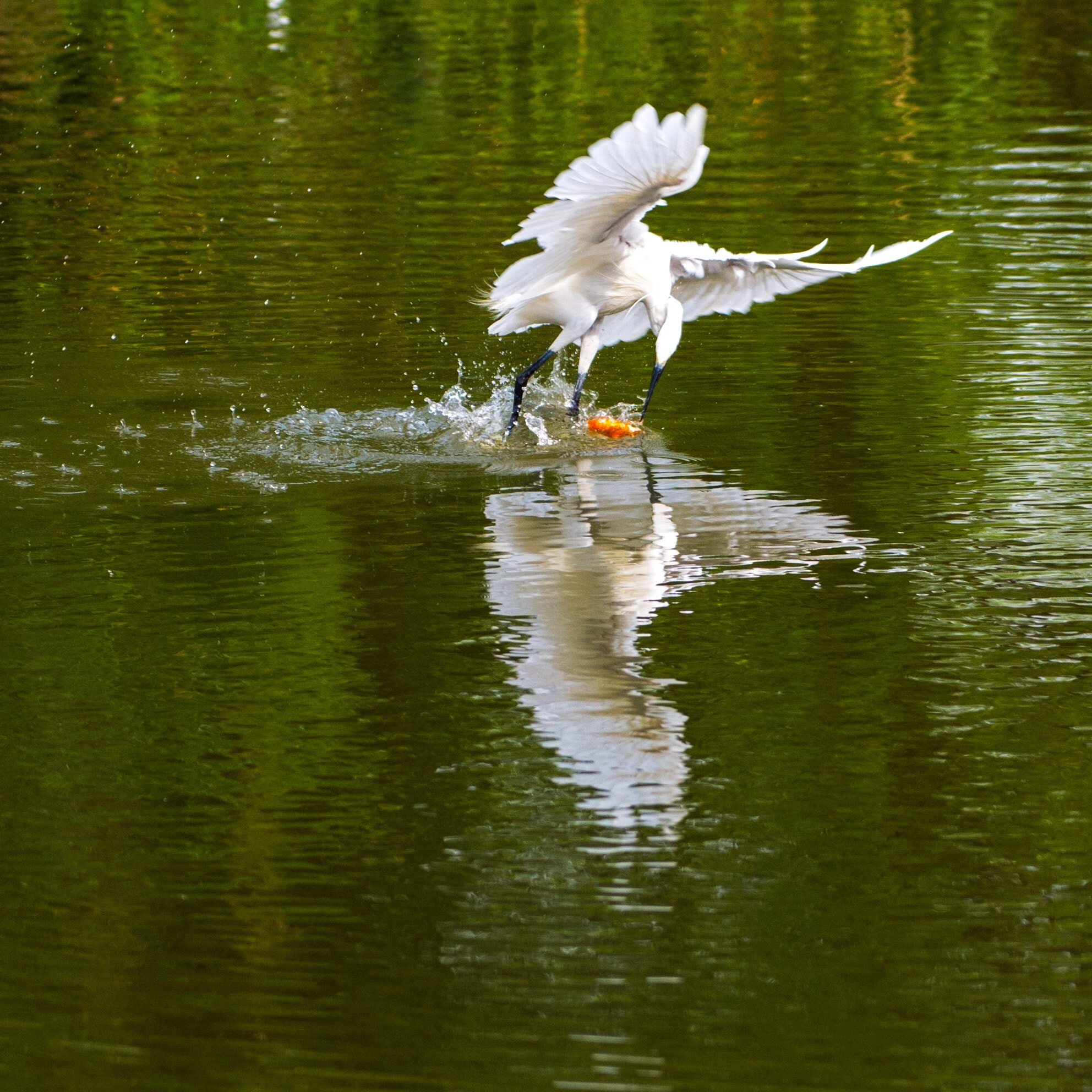 Nikon Df sample photo. Egrets photography
