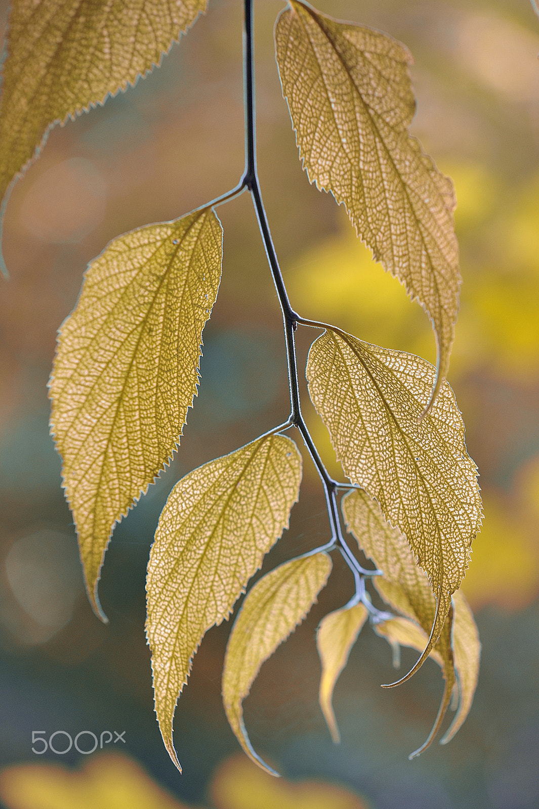 Nikon D700 + Sigma 70-200mm F2.8 EX DG OS HSM sample photo. Leaves in light photography