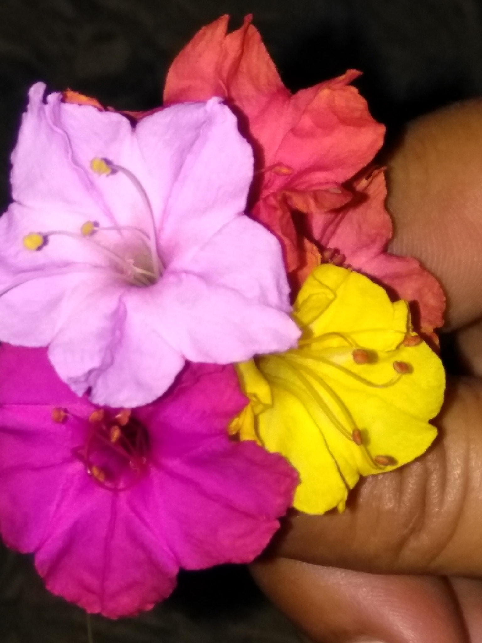 LeMobile Le X526 sample photo