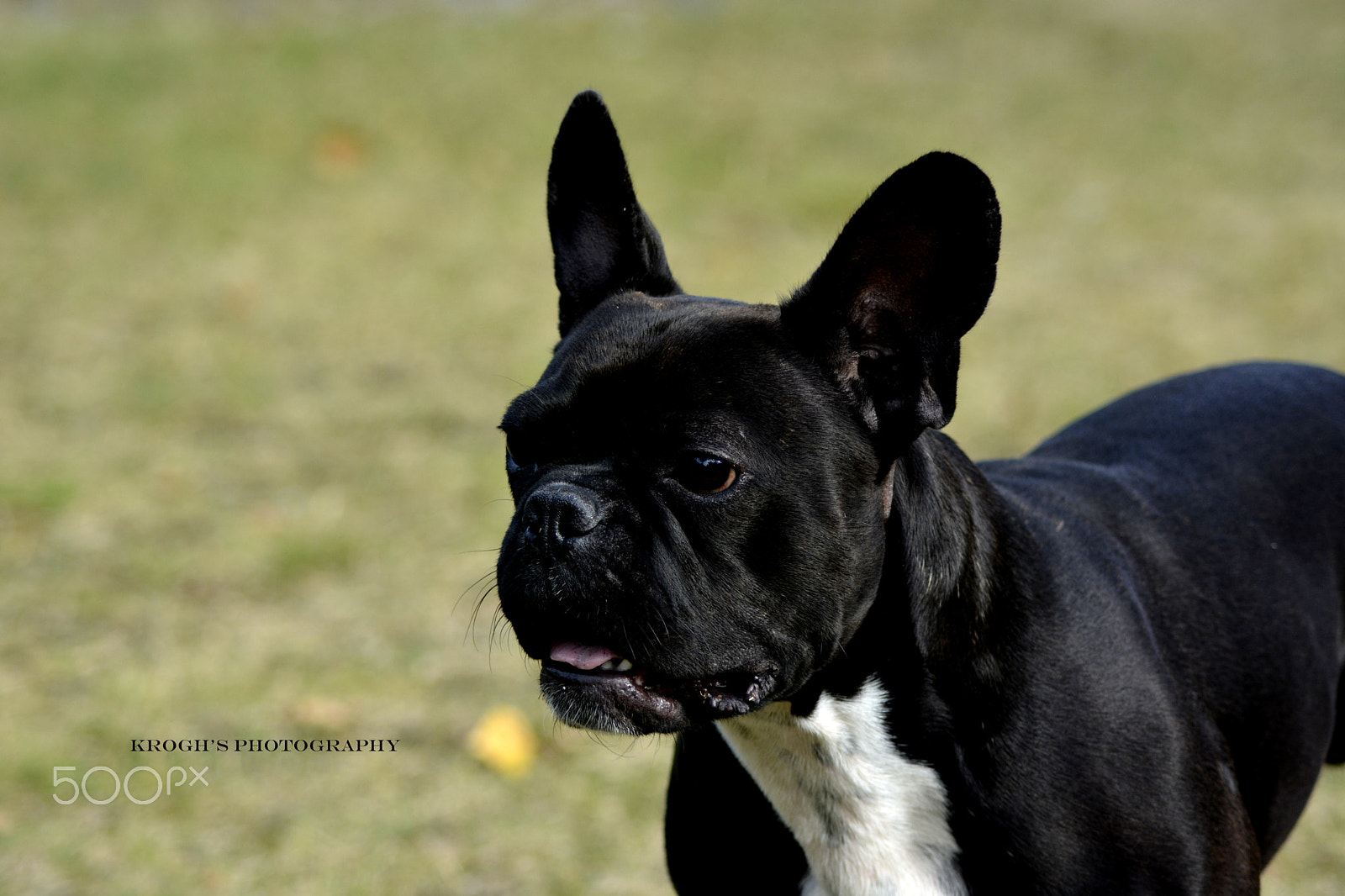 Nikon AF Nikkor 70-300mm F4-5.6G sample photo. Batman (it's his name) ;) photography