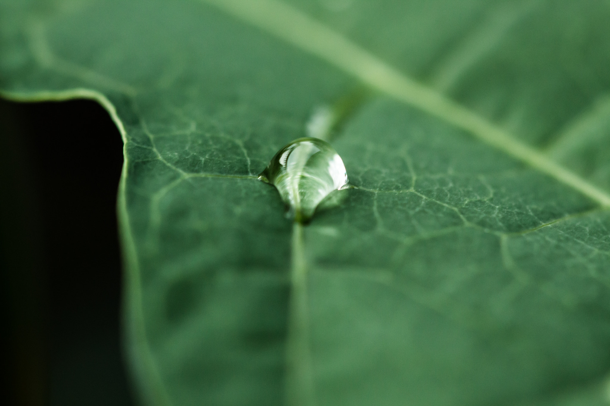 Canon EOS 700D (EOS Rebel T5i / EOS Kiss X7i) + Canon EF 100mm F2.8 Macro USM sample photo. Water drop on leaf photography