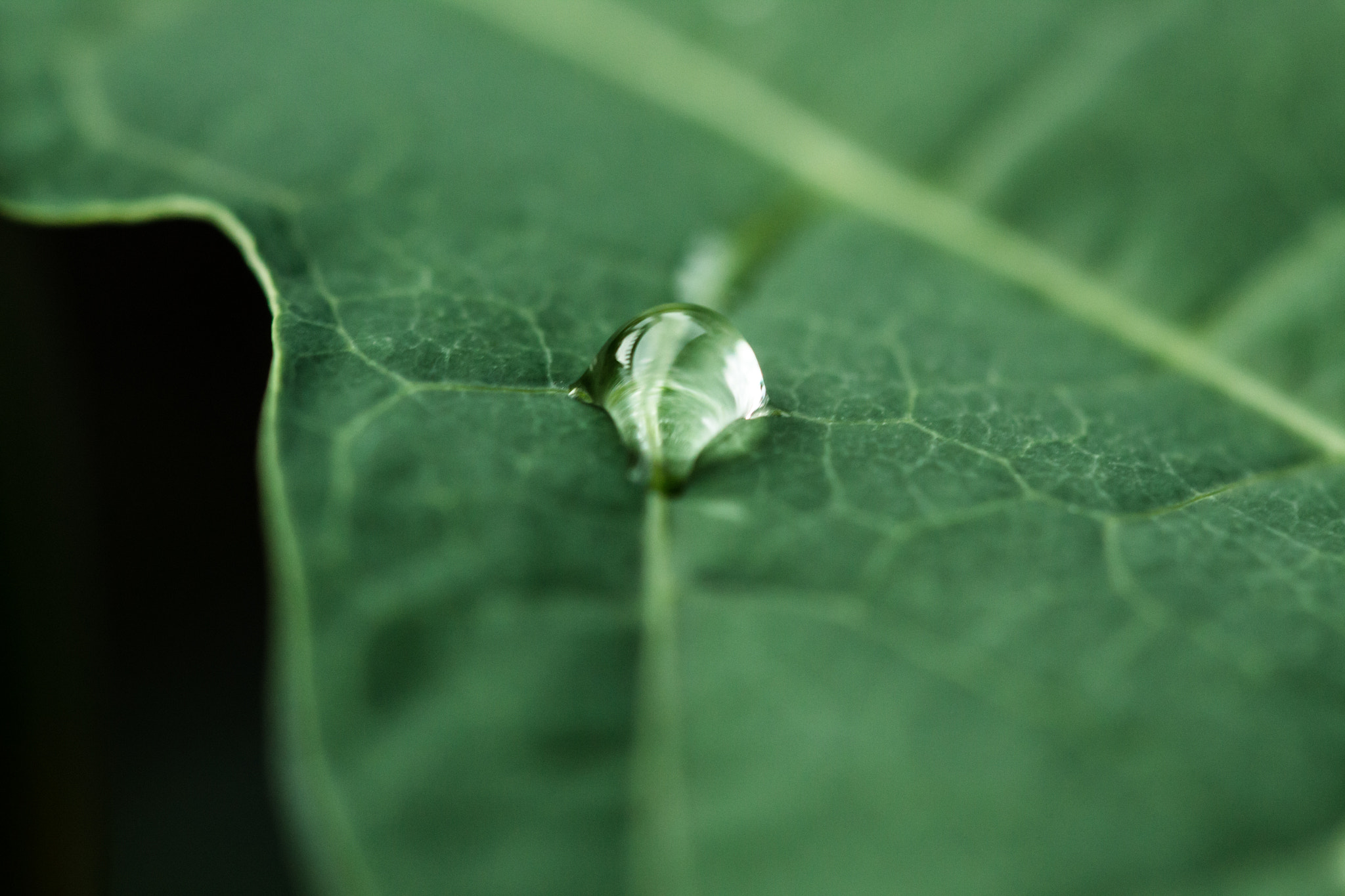 Canon EF 100mm F2.8 Macro USM sample photo. Water drop on leaf photography