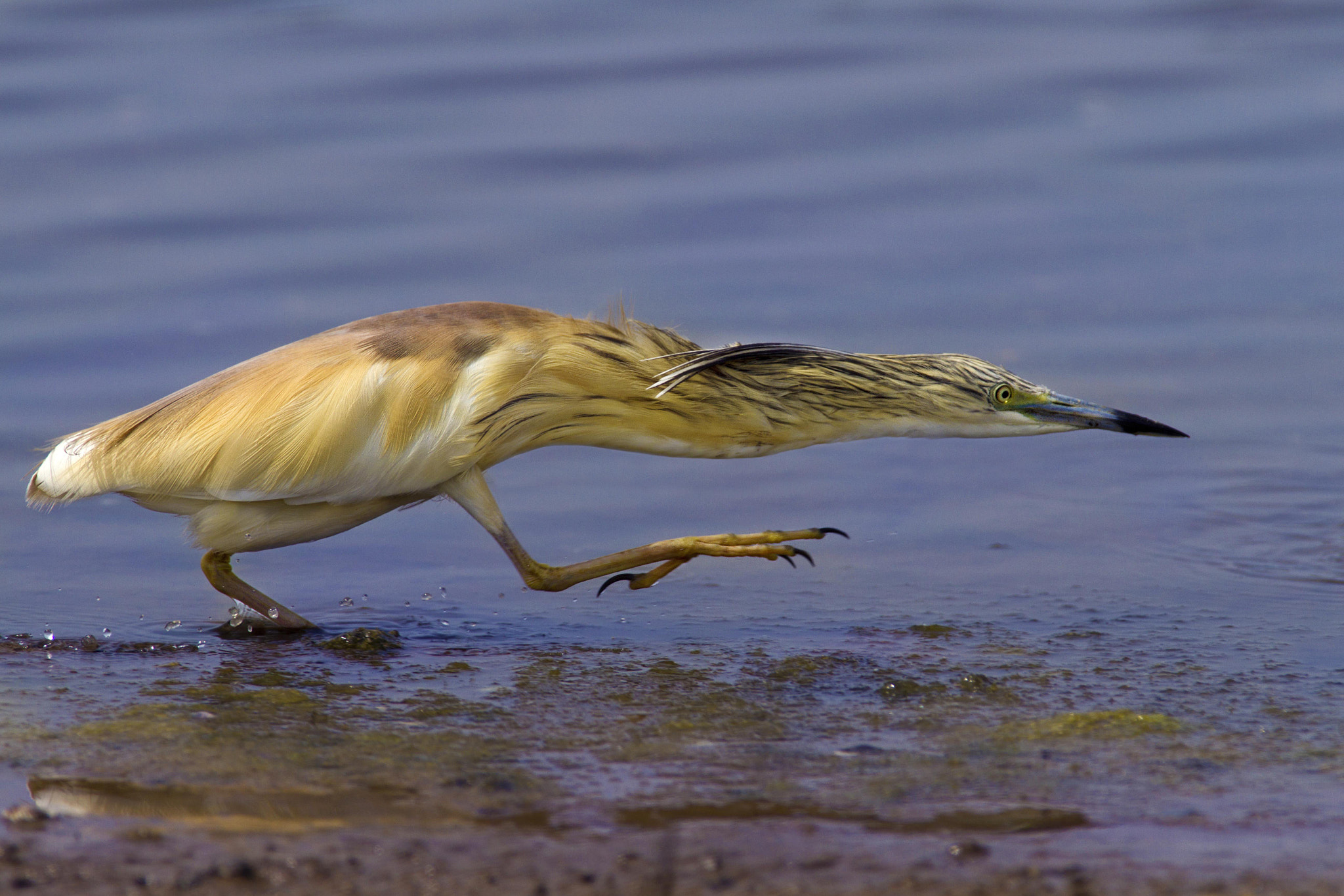 Canon EF 300mm f/2.8L + 1.4x sample photo. Squacco heron photography