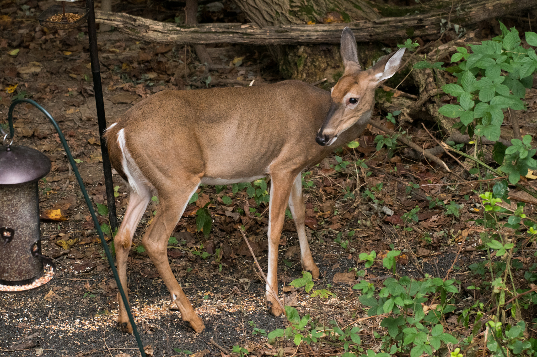 Nikon D500 + Sigma 50-500mm F4.5-6.3 DG OS HSM sample photo. White tailed deer 7054 photography