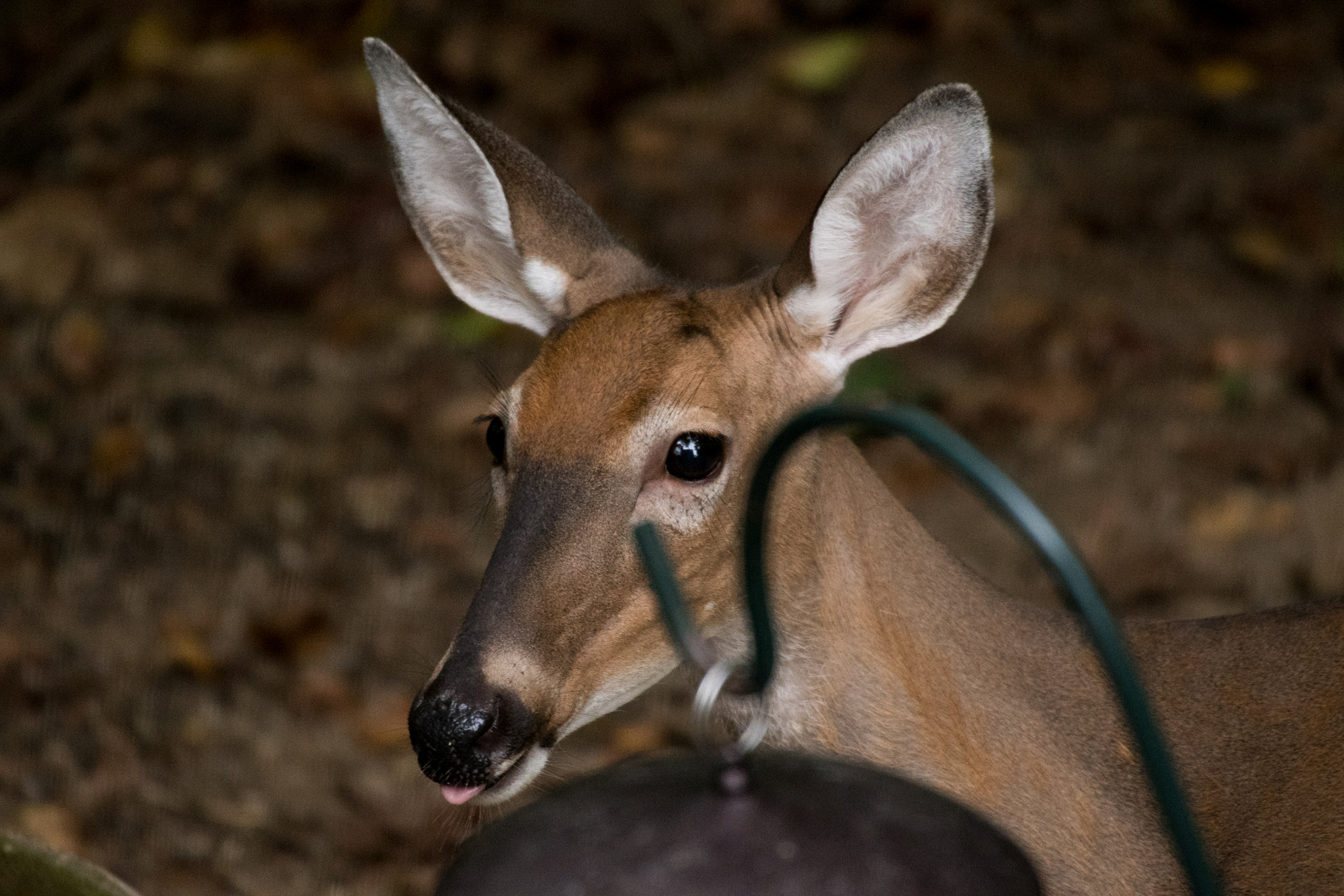 Sigma 50-500mm F4.5-6.3 DG OS HSM sample photo. White tailed deer 7107 photography