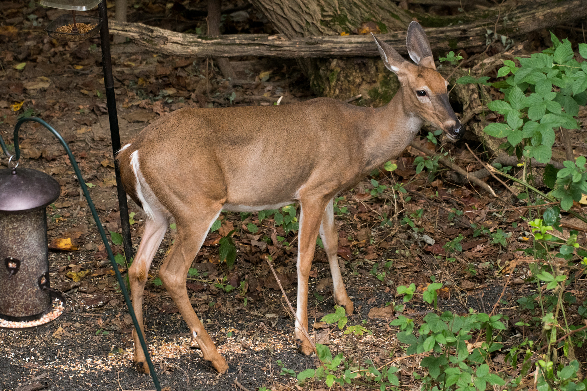Sigma 50-500mm F4.5-6.3 DG OS HSM sample photo. White tailed deer 7053 photography