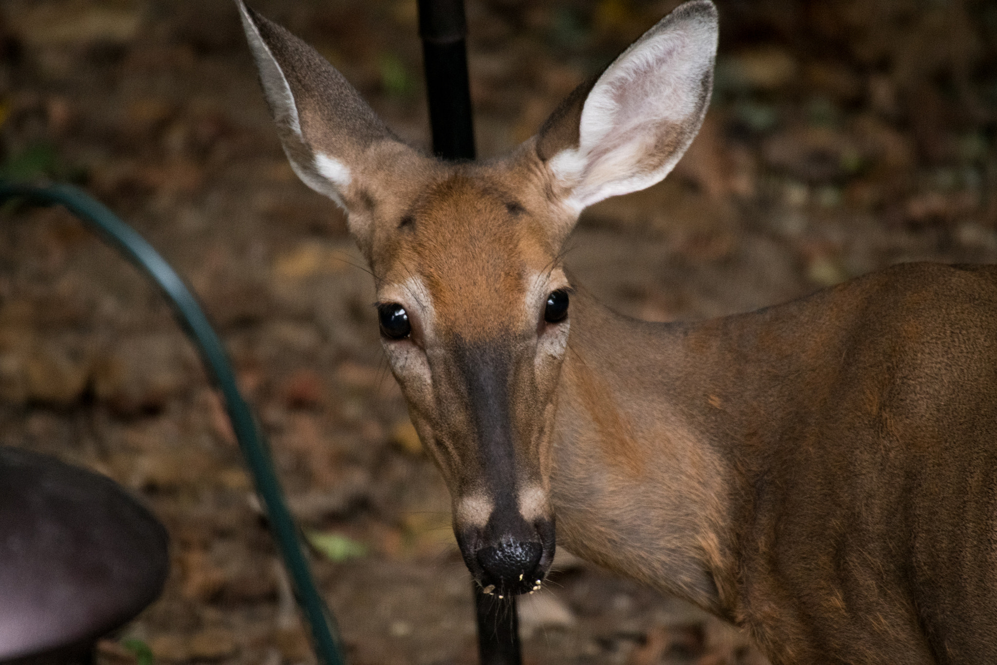 Sigma 50-500mm F4.5-6.3 DG OS HSM sample photo. White tailed deer 7072 photography