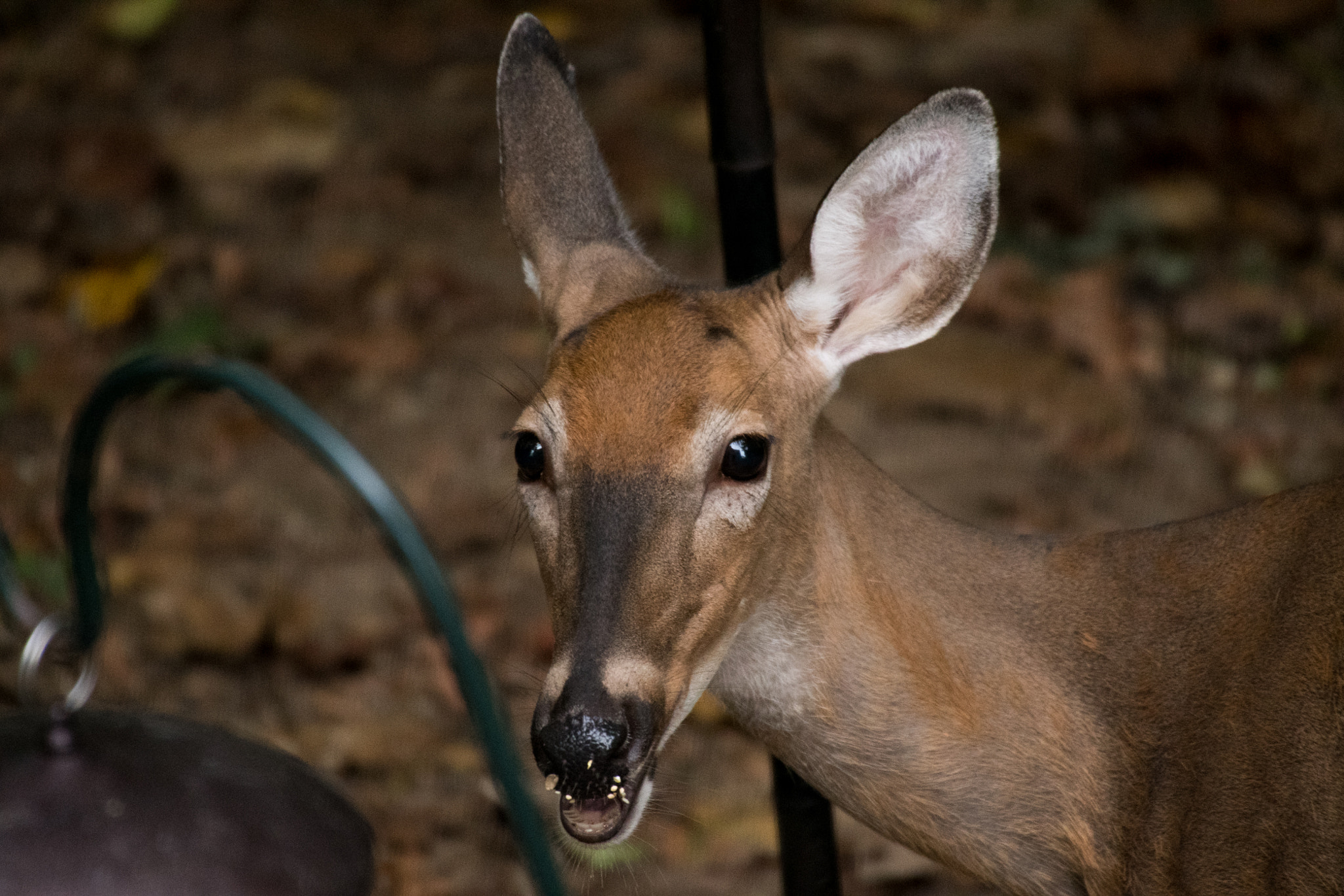 Sigma 50-500mm F4.5-6.3 DG OS HSM sample photo. White tailed deer 7071 photography