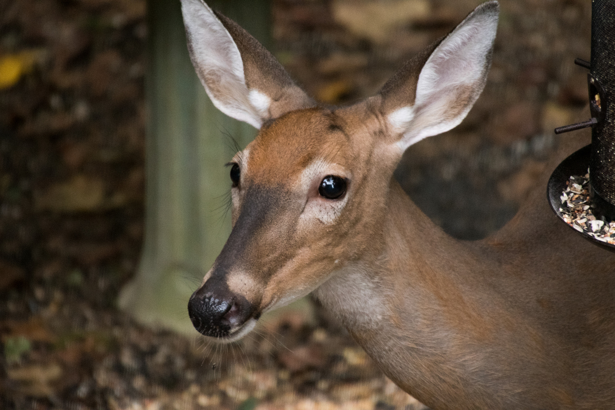 Nikon D500 sample photo. White tailed deer 7195 photography