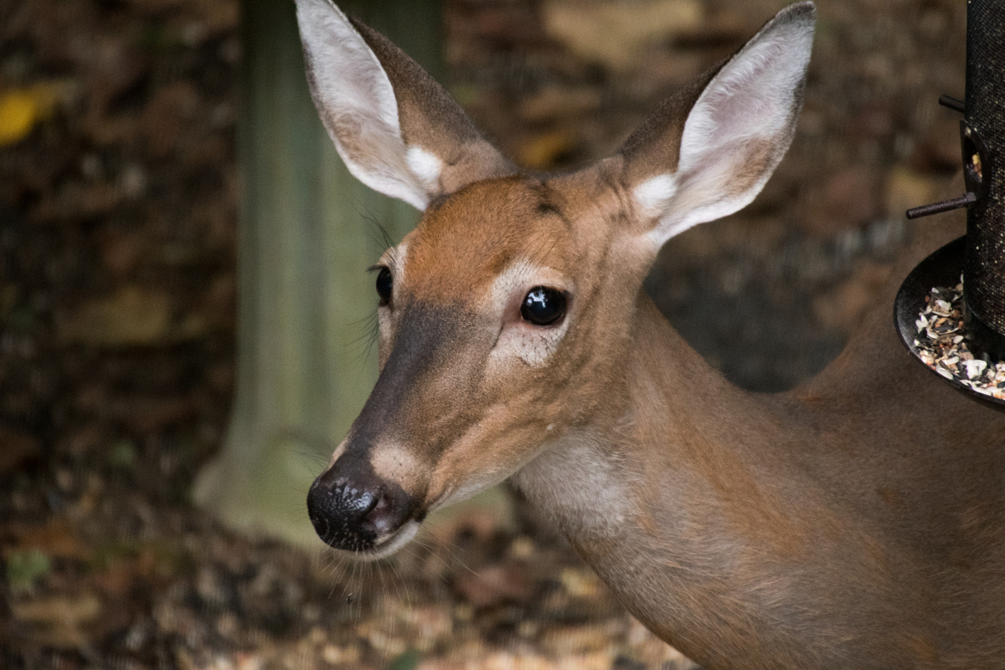 Sigma 50-500mm F4.5-6.3 DG OS HSM sample photo. White tailed deer 7195 photography