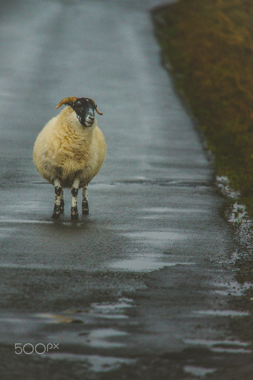 Nikon D600 + Sigma APO 100-300mm F4 EX IF HSM sample photo. Isle of skye, scotland photography