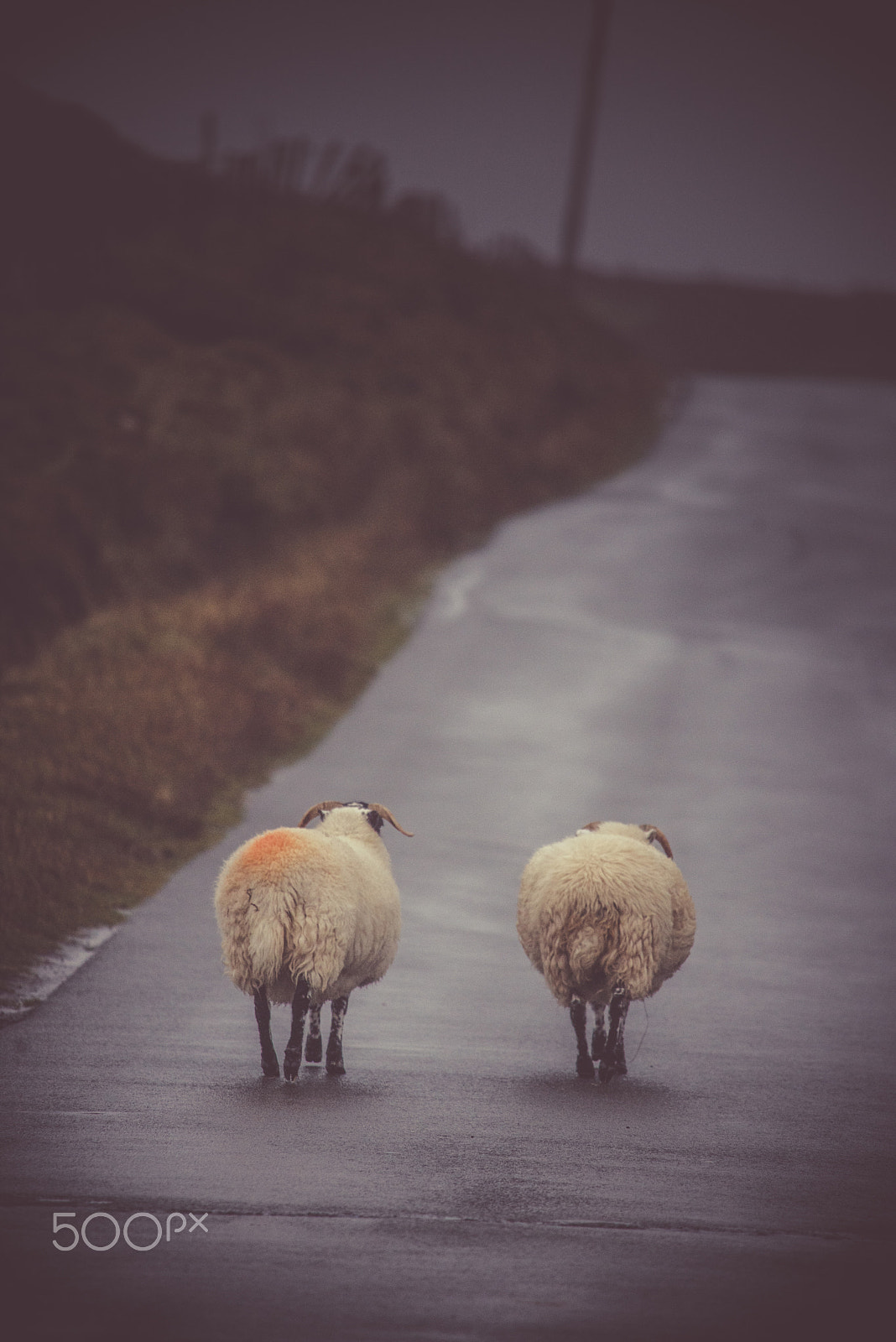 Nikon D600 + Sigma APO 100-300mm F4 EX IF HSM sample photo. Isle of skye, scotland photography