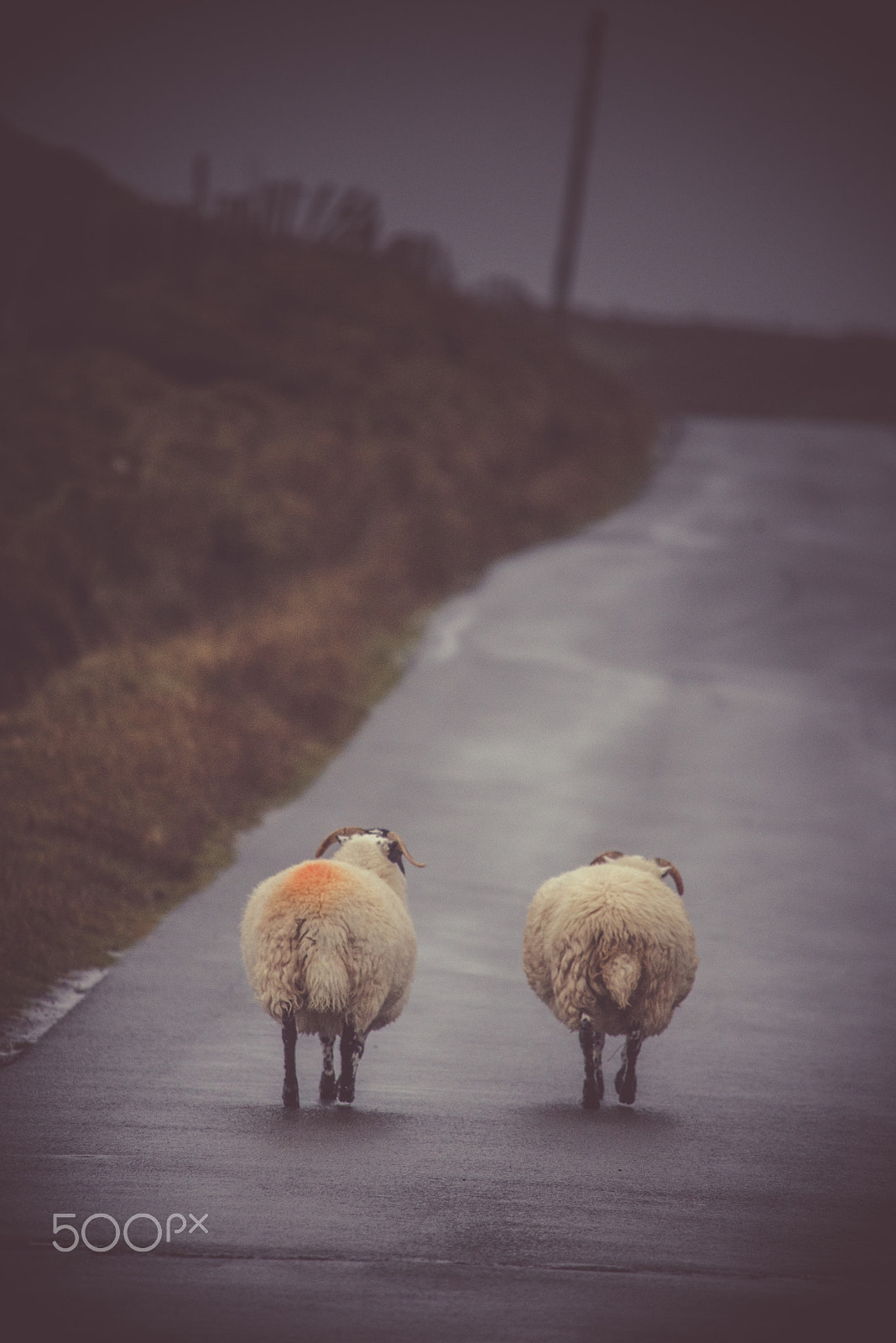 Nikon D600 + Sigma APO 100-300mm F4 EX IF HSM sample photo. Isle of skye, scotland photography