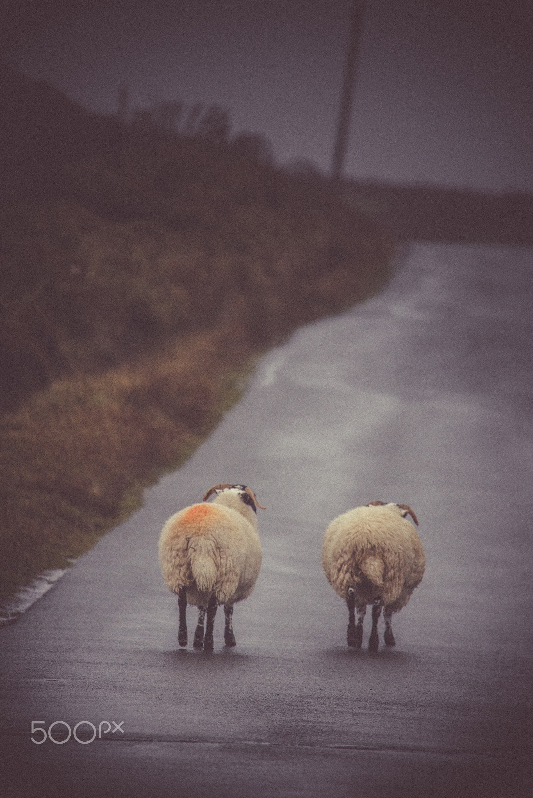 Nikon D600 + Sigma APO 100-300mm F4 EX IF HSM sample photo. Isle of skye, scotland photography