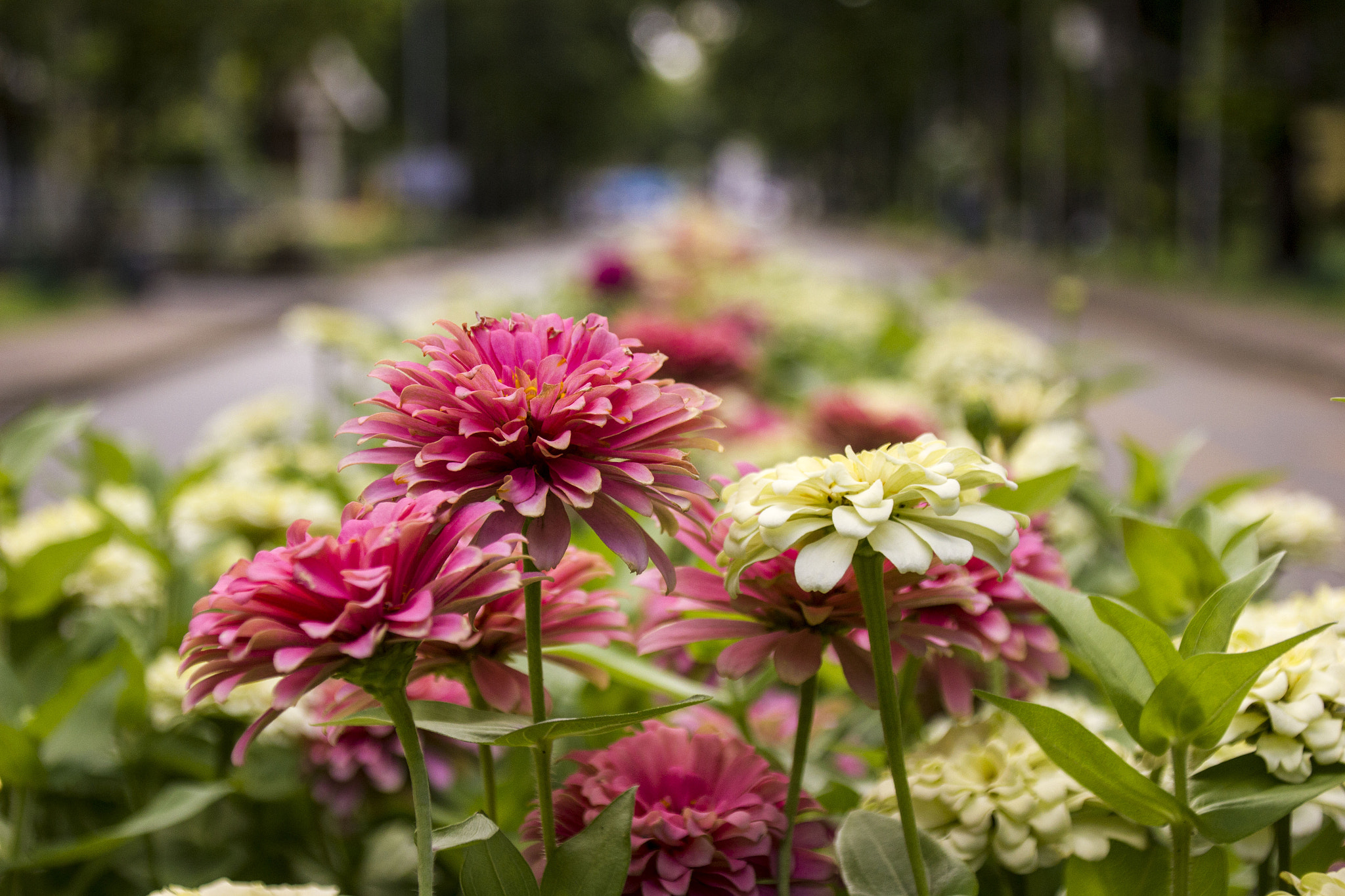 Canon EOS 550D (EOS Rebel T2i / EOS Kiss X4) + Canon TS-E 90mm F2.8 Tilt-Shift sample photo. Flor photography