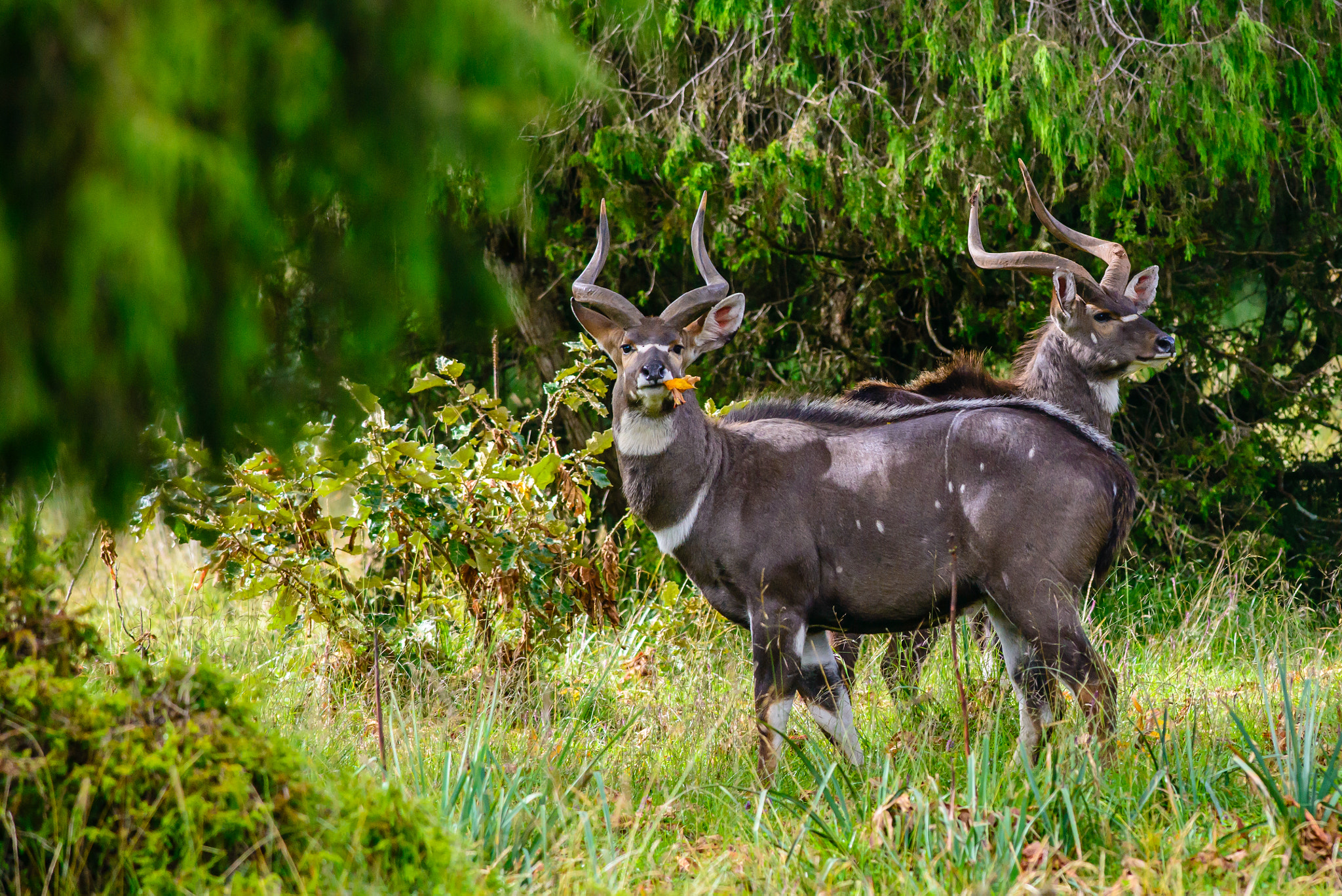 Nikon D800 + Nikon AF-S Nikkor 300mm F4D ED-IF sample photo. Mountain nyalas male couple photography