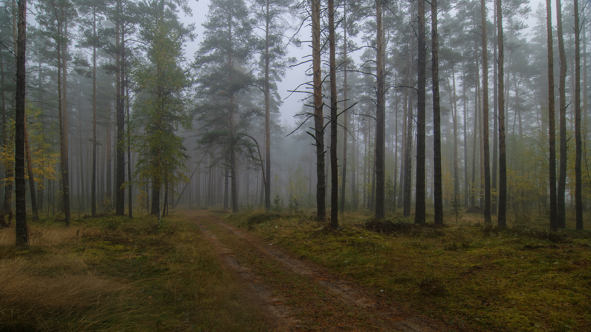 Nikon D200 sample photo. Autumn forest. photography