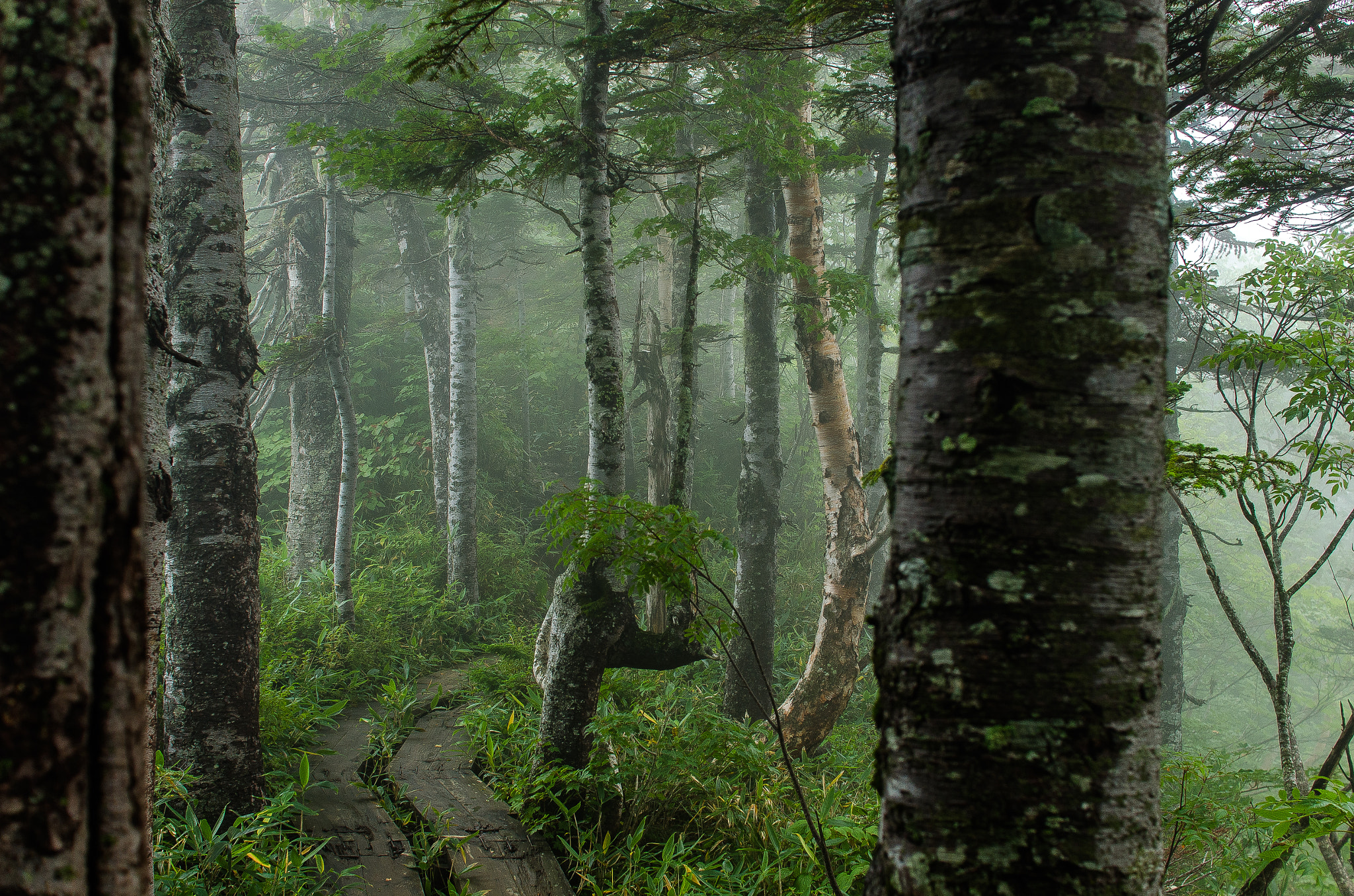 Nikon D7000 + Sigma 30mm F1.4 EX DC HSM sample photo. Tugaike national park photography