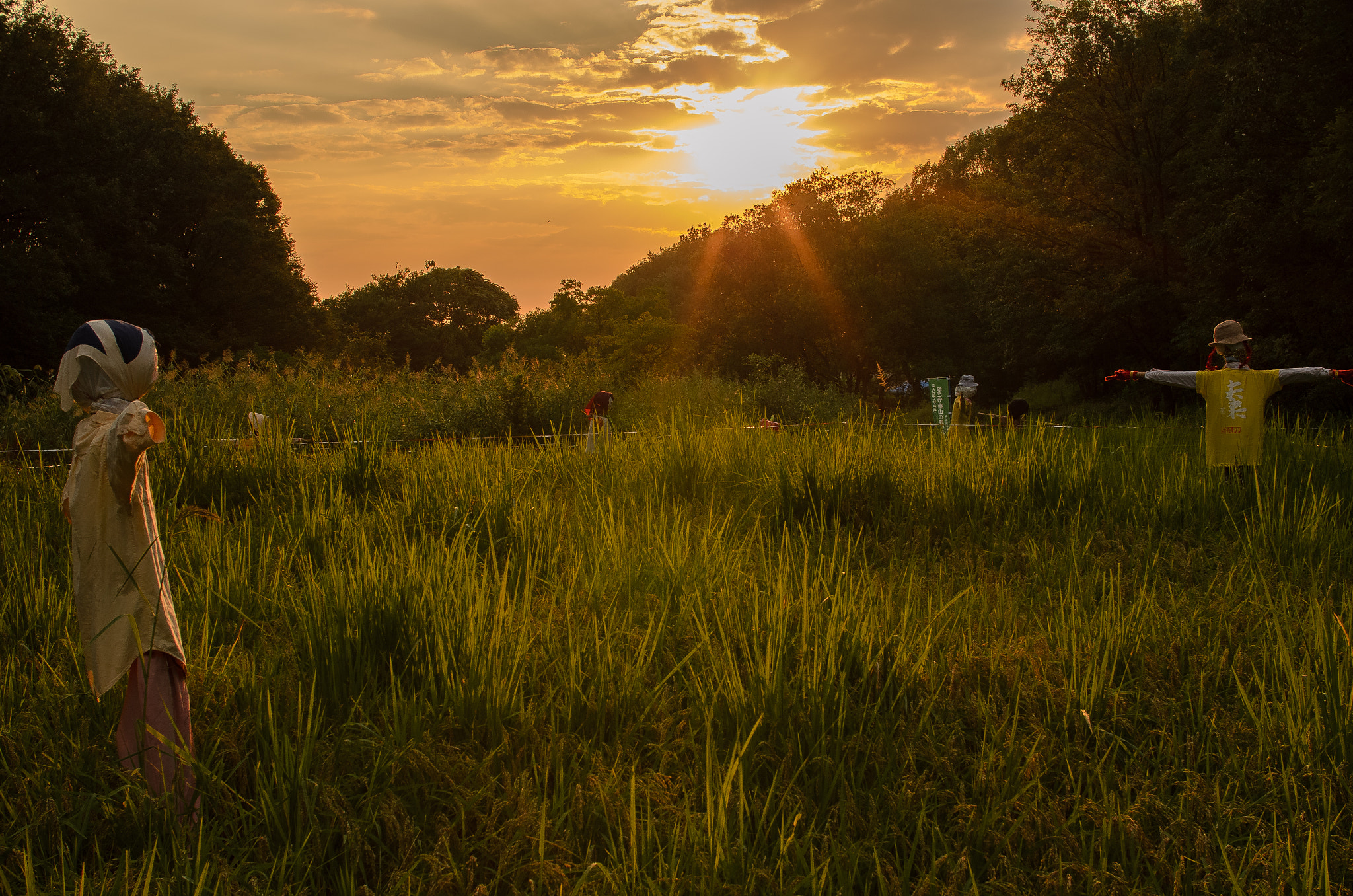 Nikon D7000 + Sigma 30mm F1.4 EX DC HSM sample photo. Scarecrows at sunset photography