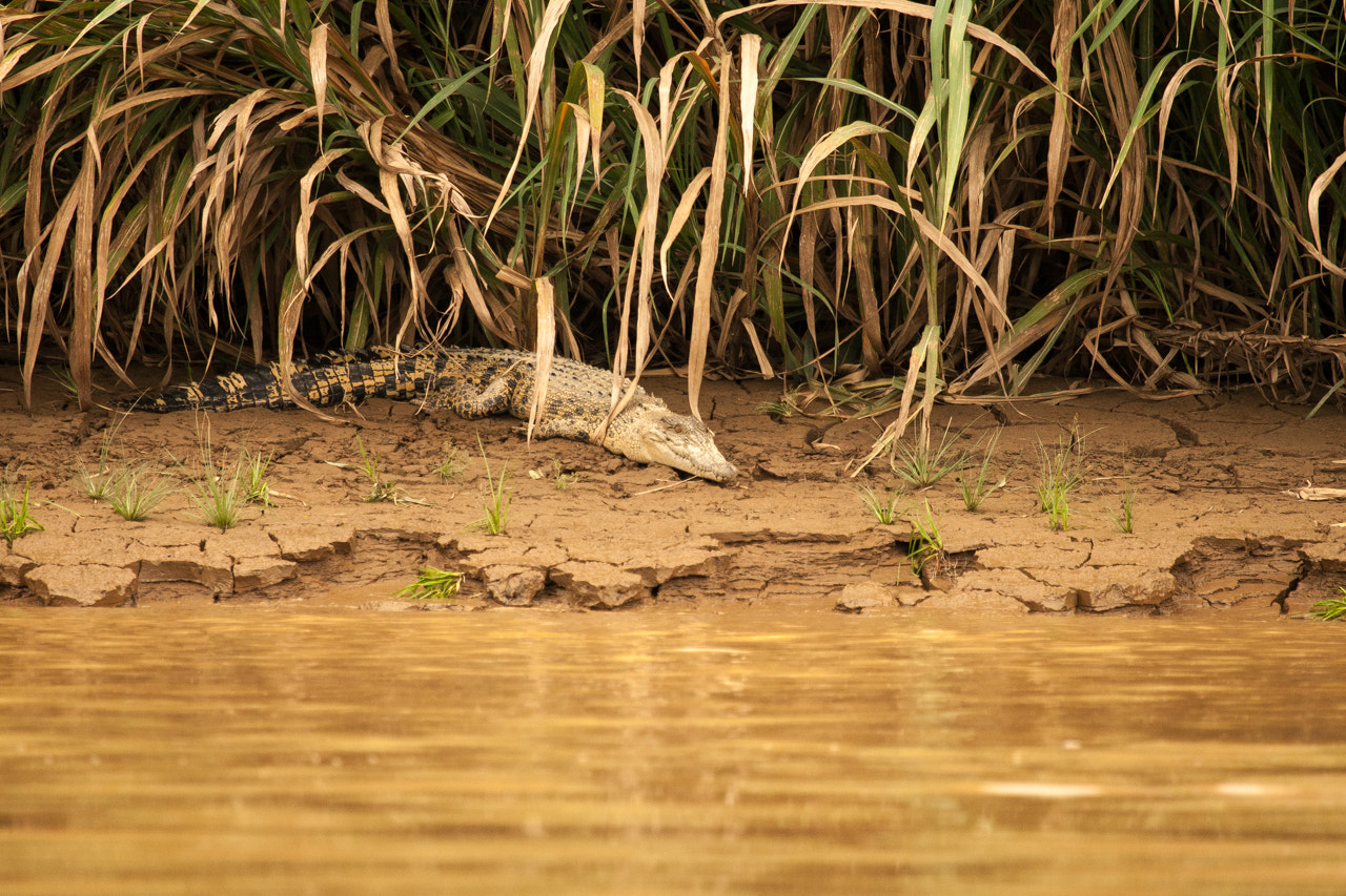Canon EF 100-400mm F4.5-5.6L IS USM sample photo. Crocodile photography