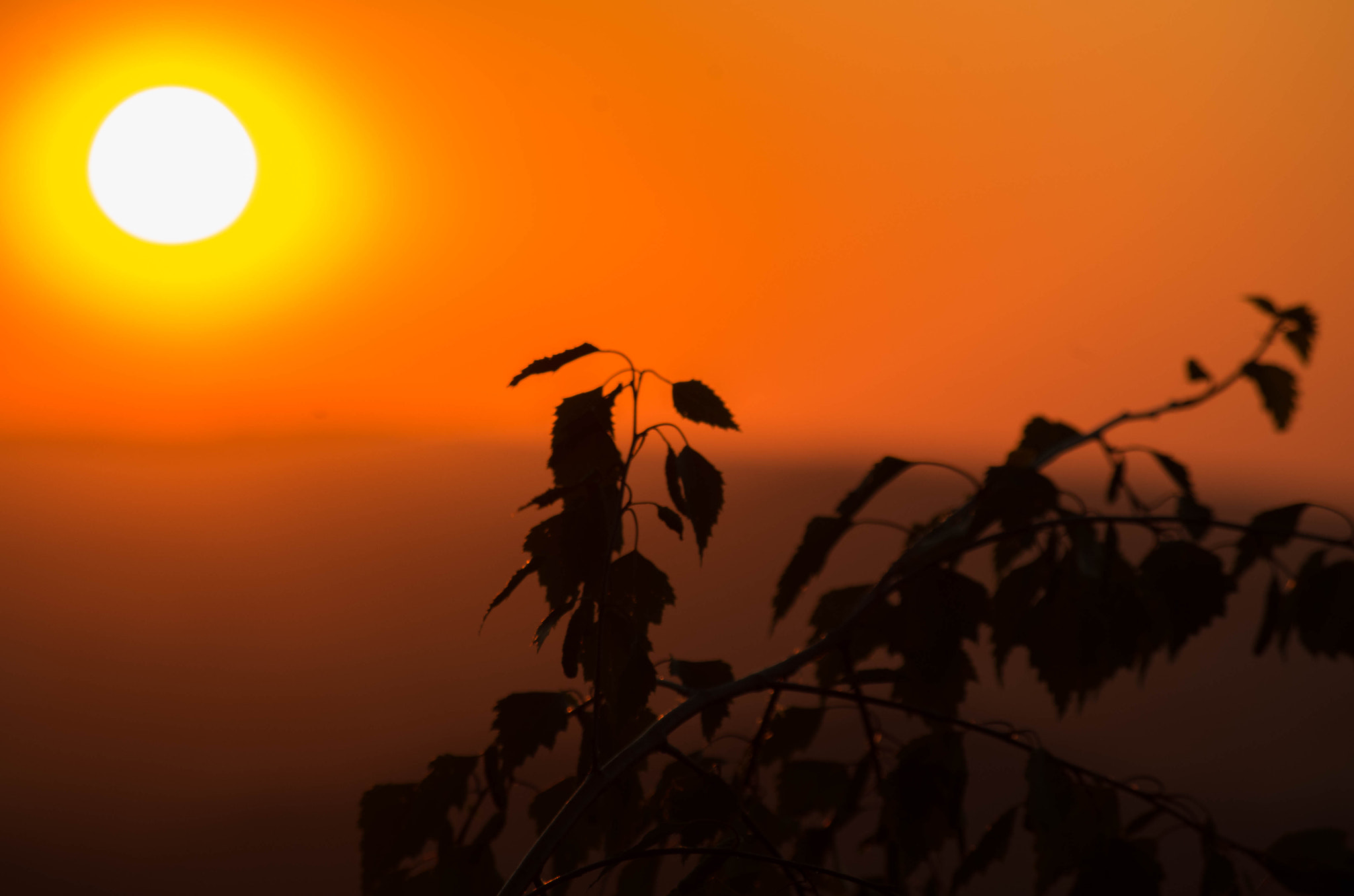 Pentax K-500 + smc PENTAX-DA L 50-200mm F4-5.6 ED sample photo. Dawn of summer photography