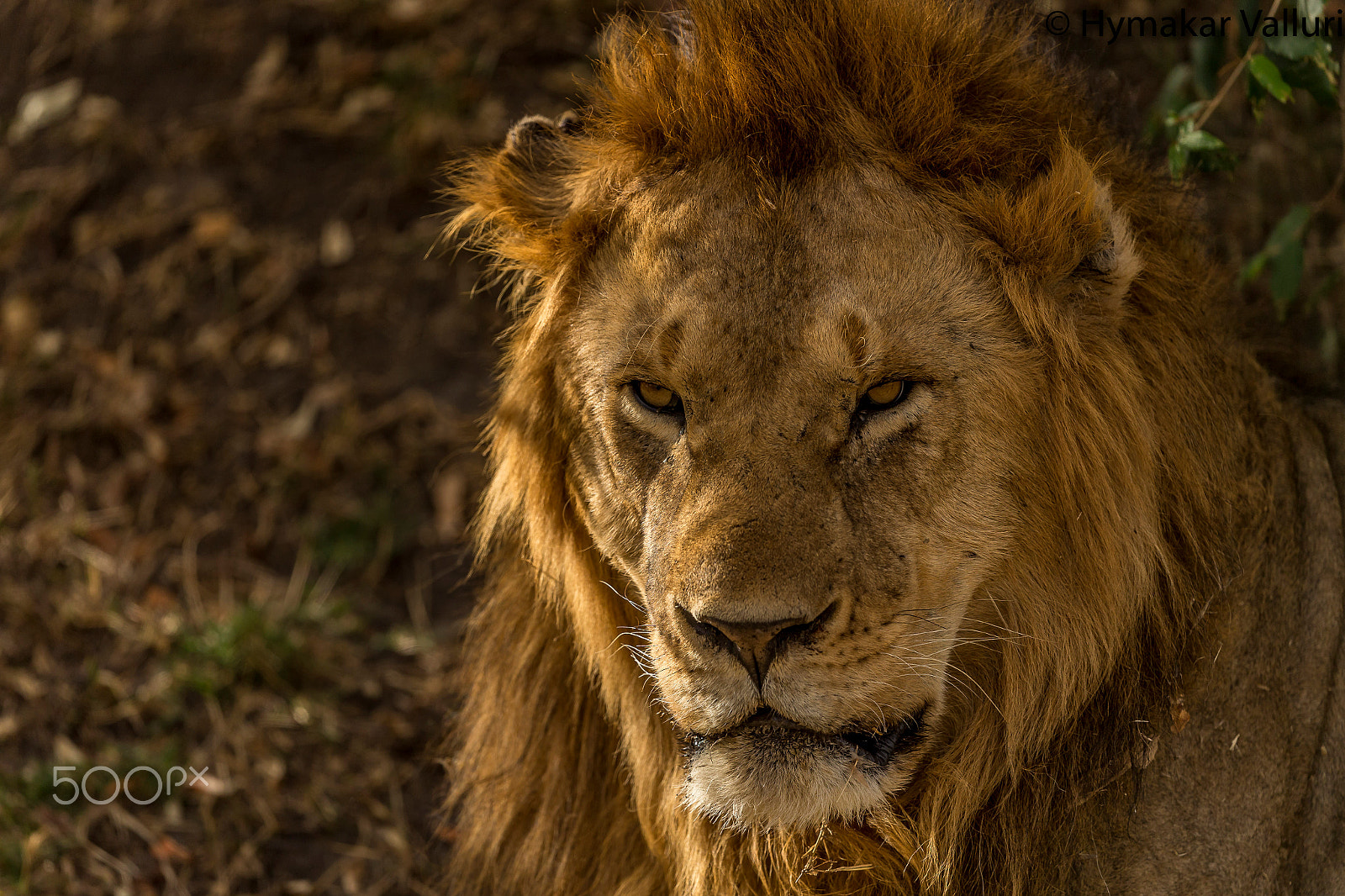 Canon EF 500mm F4L IS II USM sample photo. Lion photography