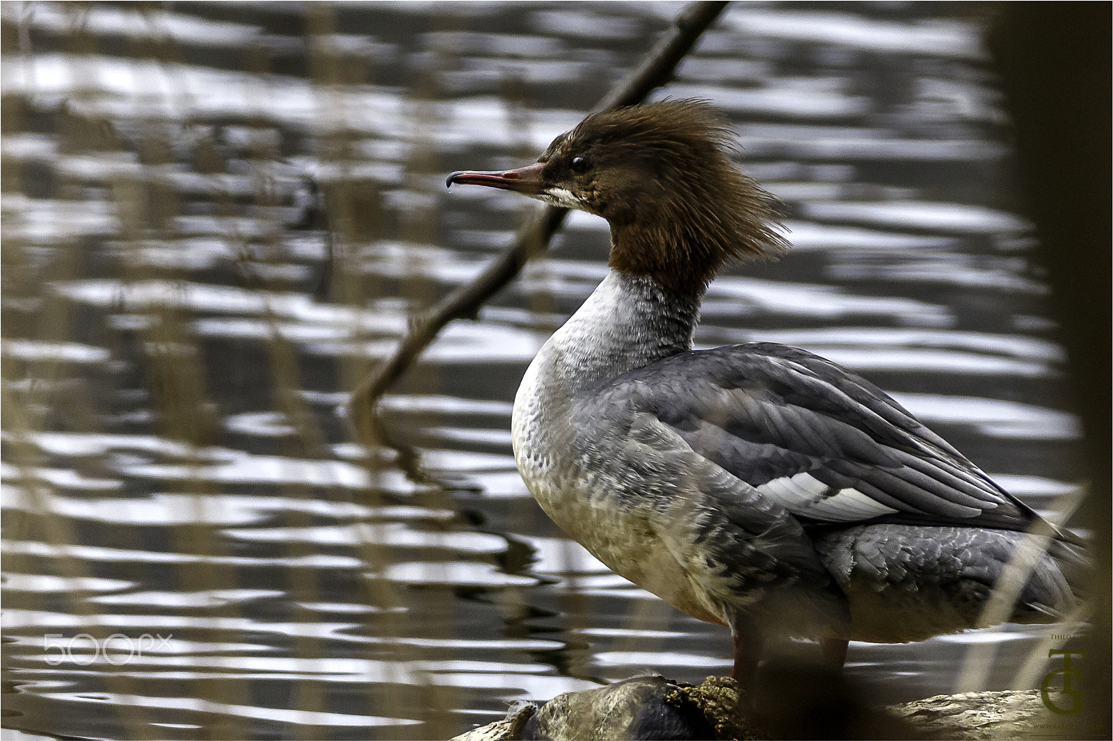 150-600mm F5-6.3 DG OS HSM | Contemporary 015 sample photo. Gänsesäger - mergus merganser photography