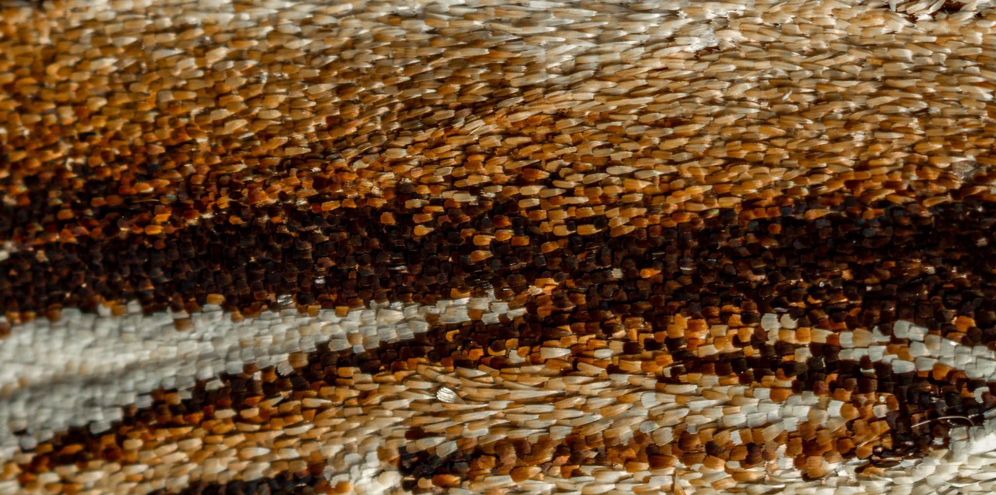 Canon MP-E 65mm F2.5 1-5x Macro Photo sample photo. Scale sunset... photography