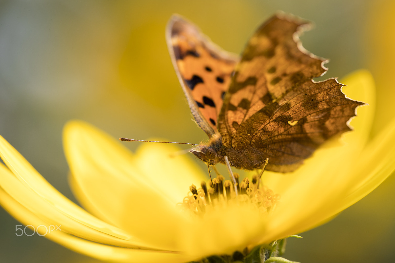 Canon EF 100mm F2.8L Macro IS USM sample photo. Butterfly photography