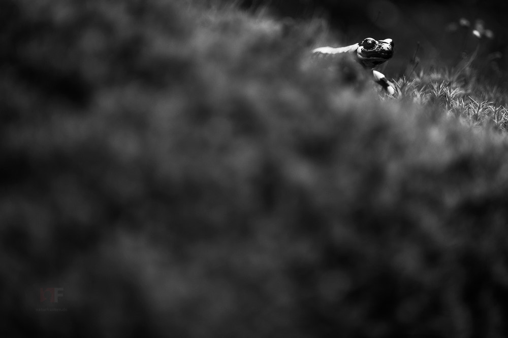 Nikon AF-S Nikkor 400mm F2.8G ED VR II sample photo. Between moss photography