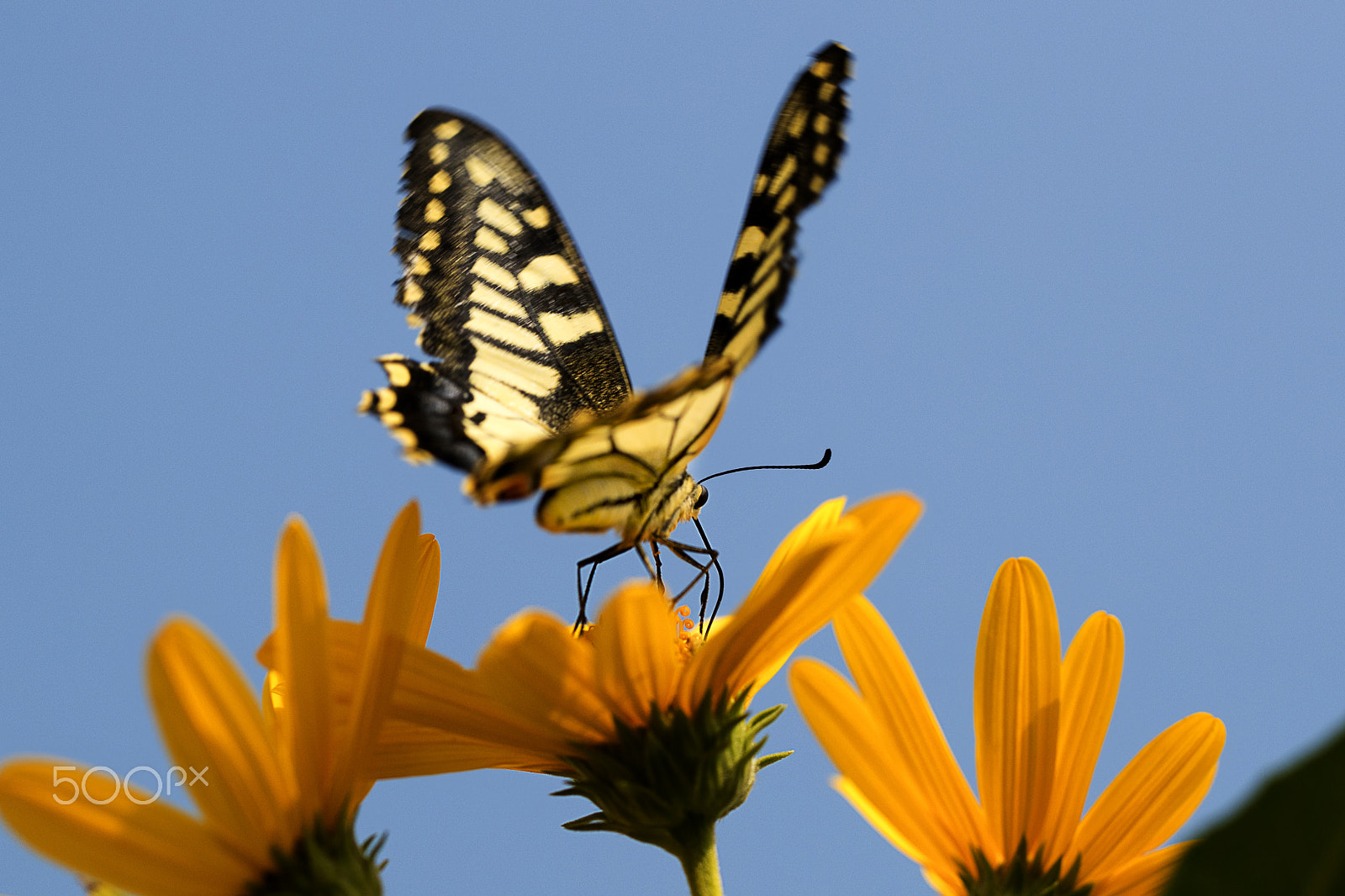 Canon EF 100mm F2.8L Macro IS USM sample photo. Butterfly photography