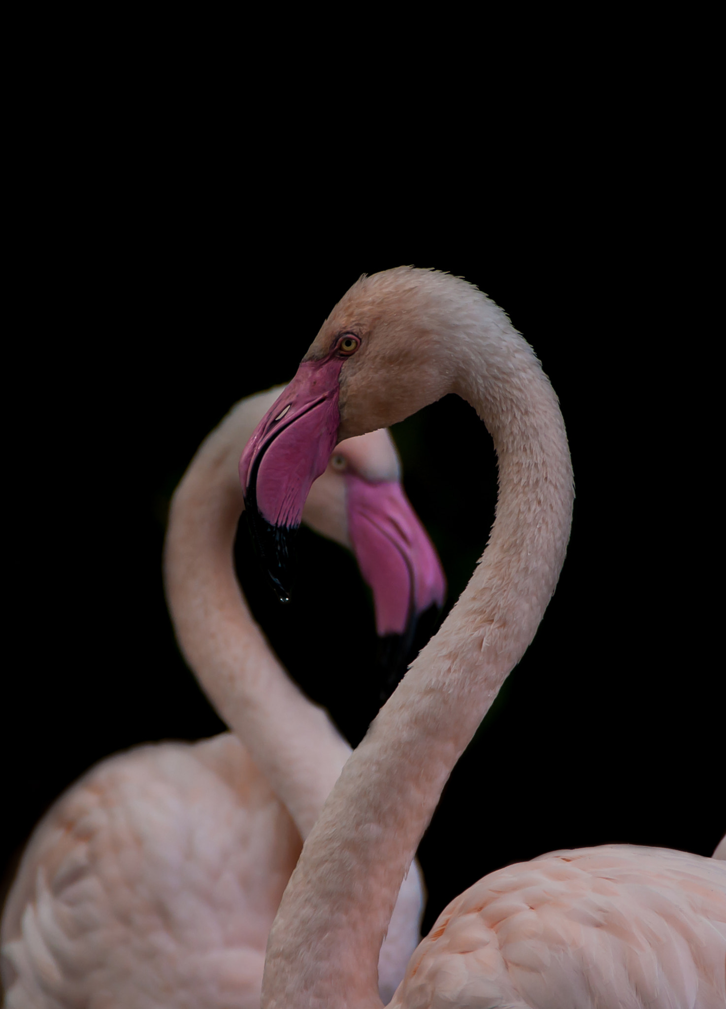Nikon D90 sample photo. Flamingo photography