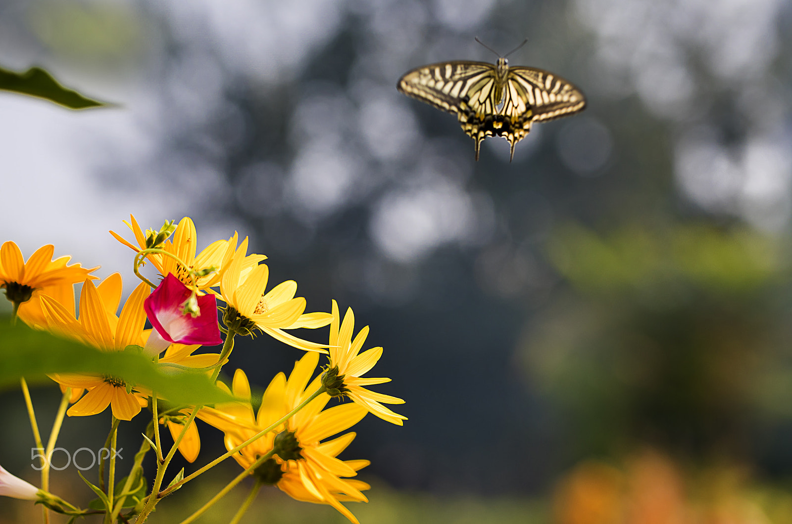 Canon EF 100mm F2.8L Macro IS USM sample photo. Fly photography