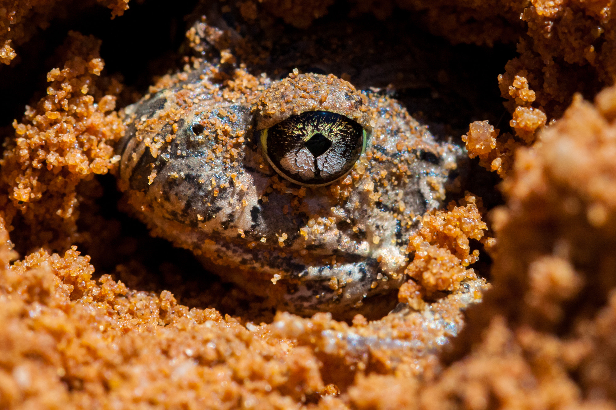 Canon EOS 40D sample photo. Burrowing frog photography