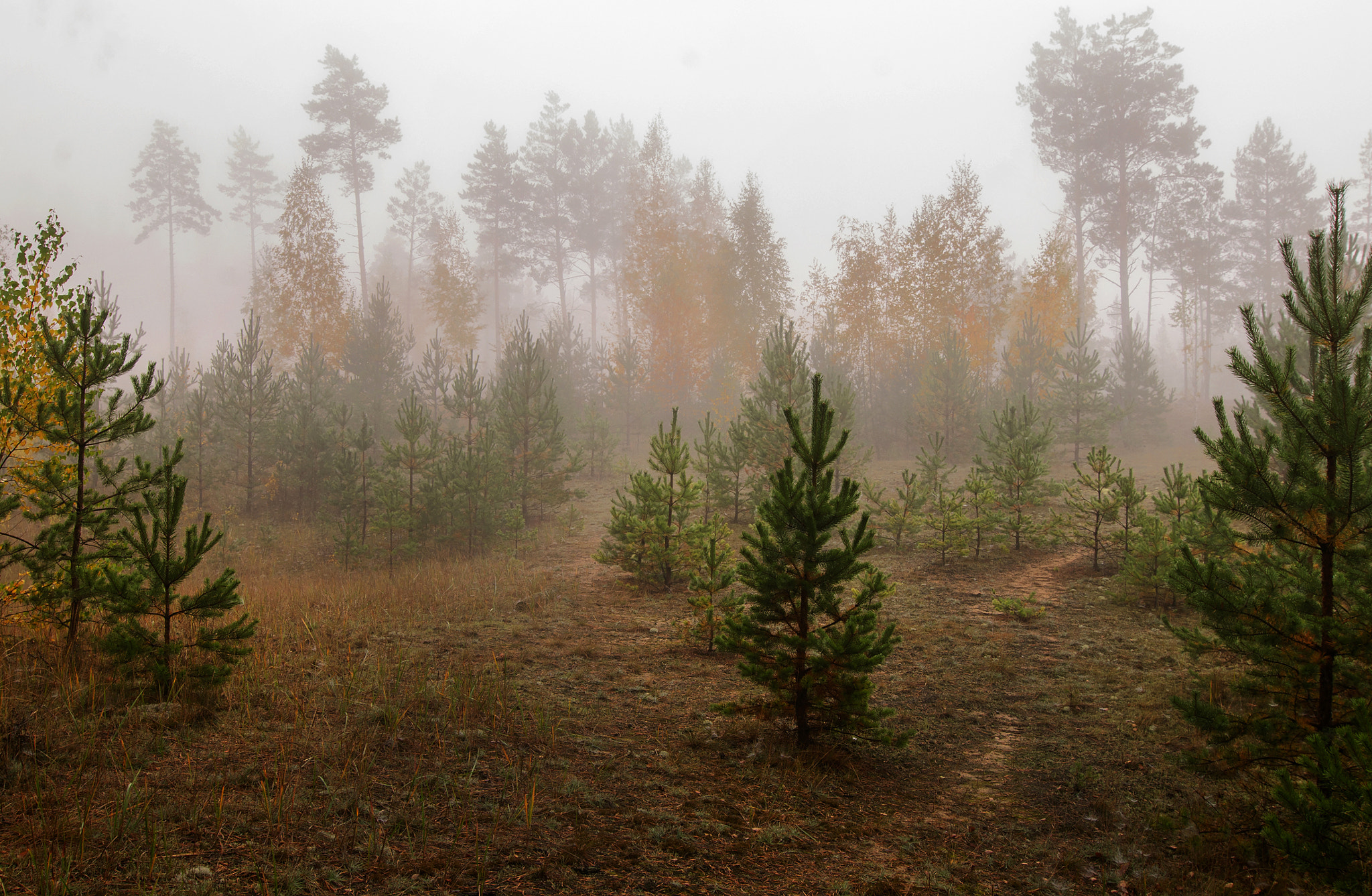 Nikon D200 + Tokina AT-X Pro 12-24mm F4 (IF) DX sample photo. Autumn fog at the forest edge. photography