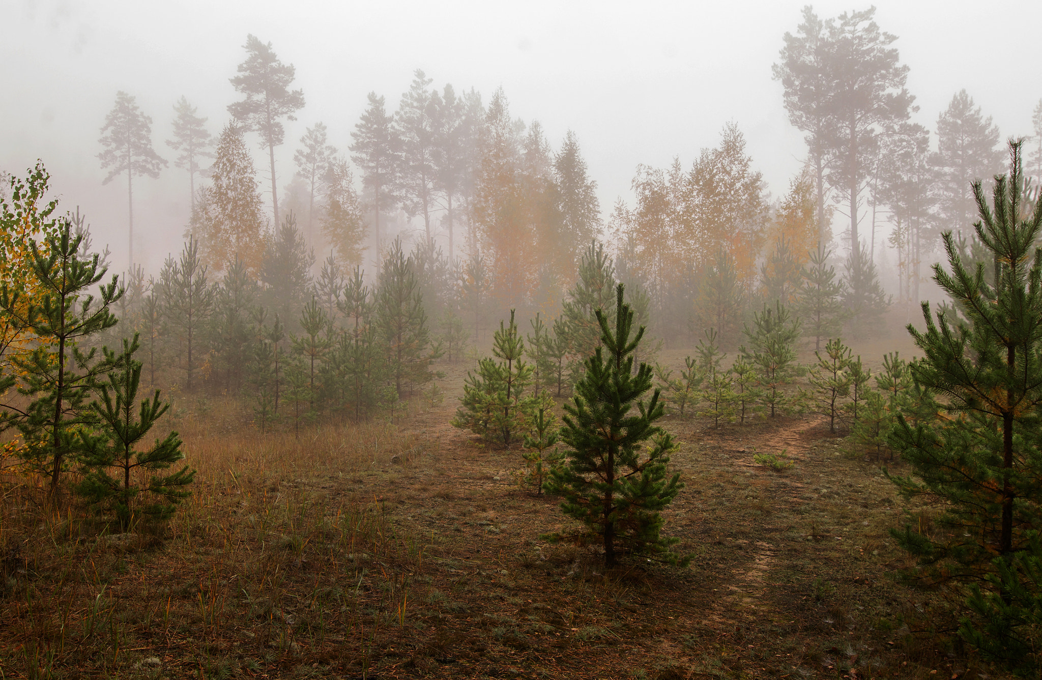 Tokina AT-X Pro 12-24mm F4 (IF) DX sample photo. Autumn fog at the forest edge. photography
