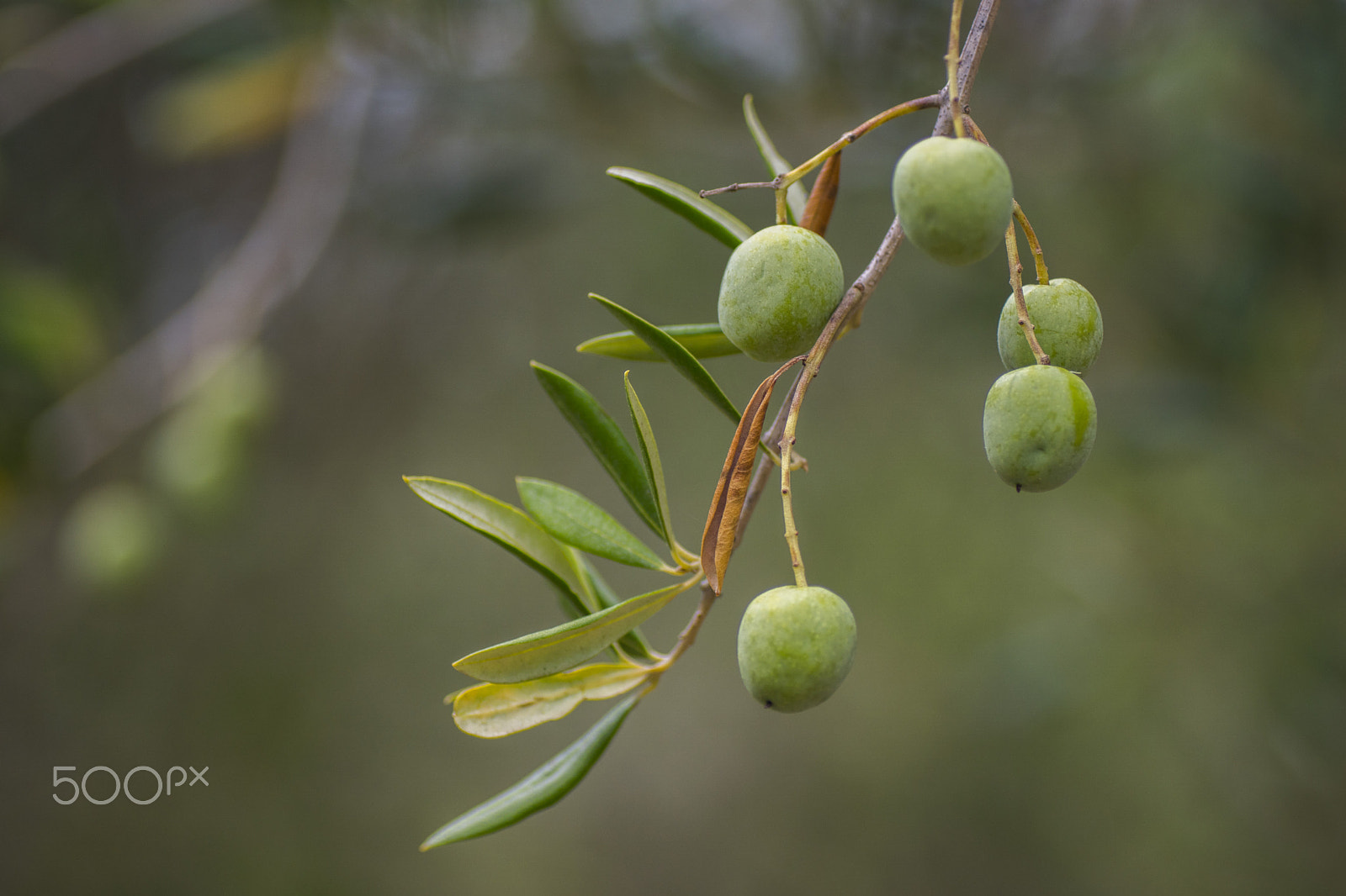 Sony ILCA-77M2 + Tamron SP AF 90mm F2.8 Di Macro sample photo. Olives photography
