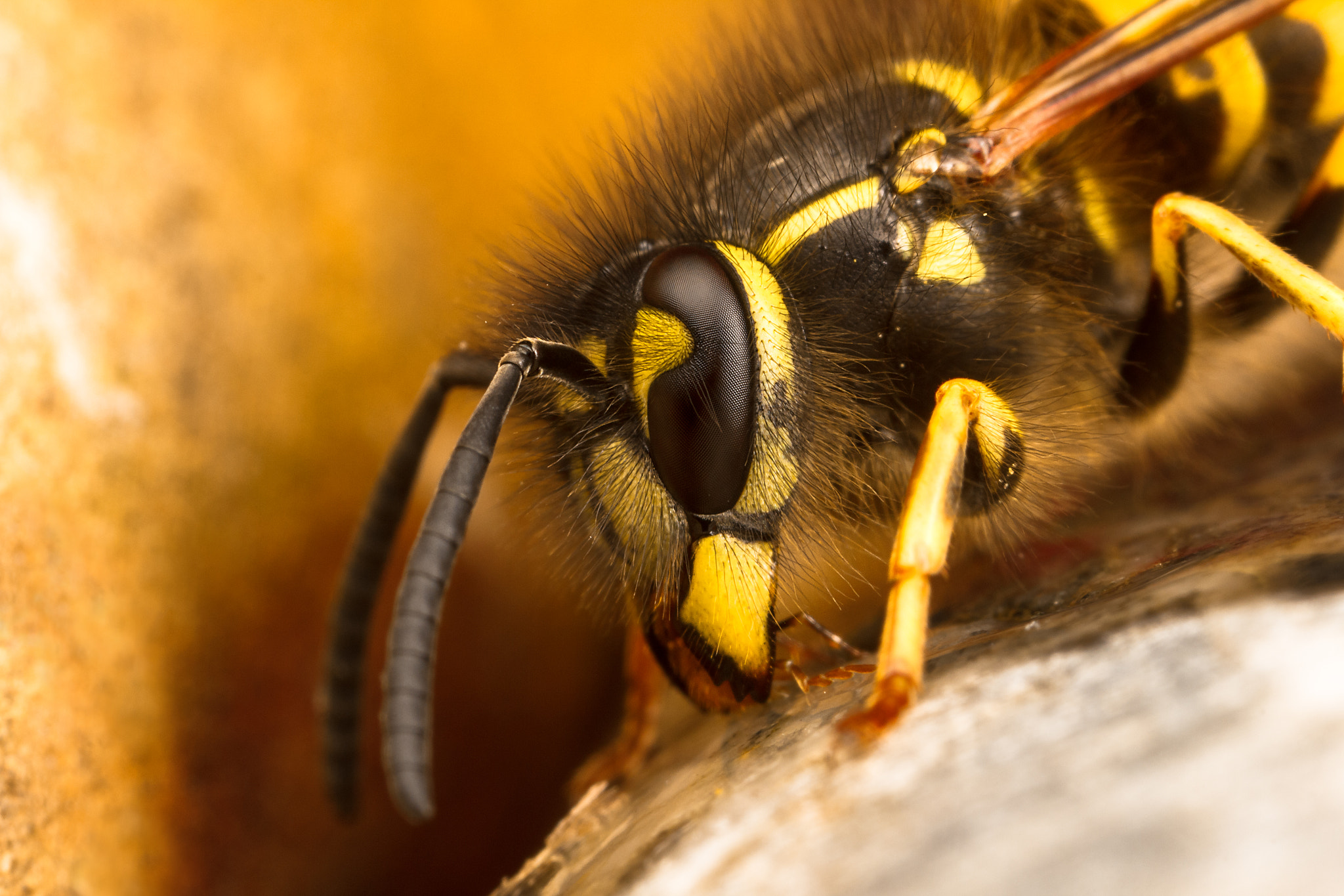 Canon MP-E 65mm F2.5 1-5x Macro Photo sample photo. Common wasp photography