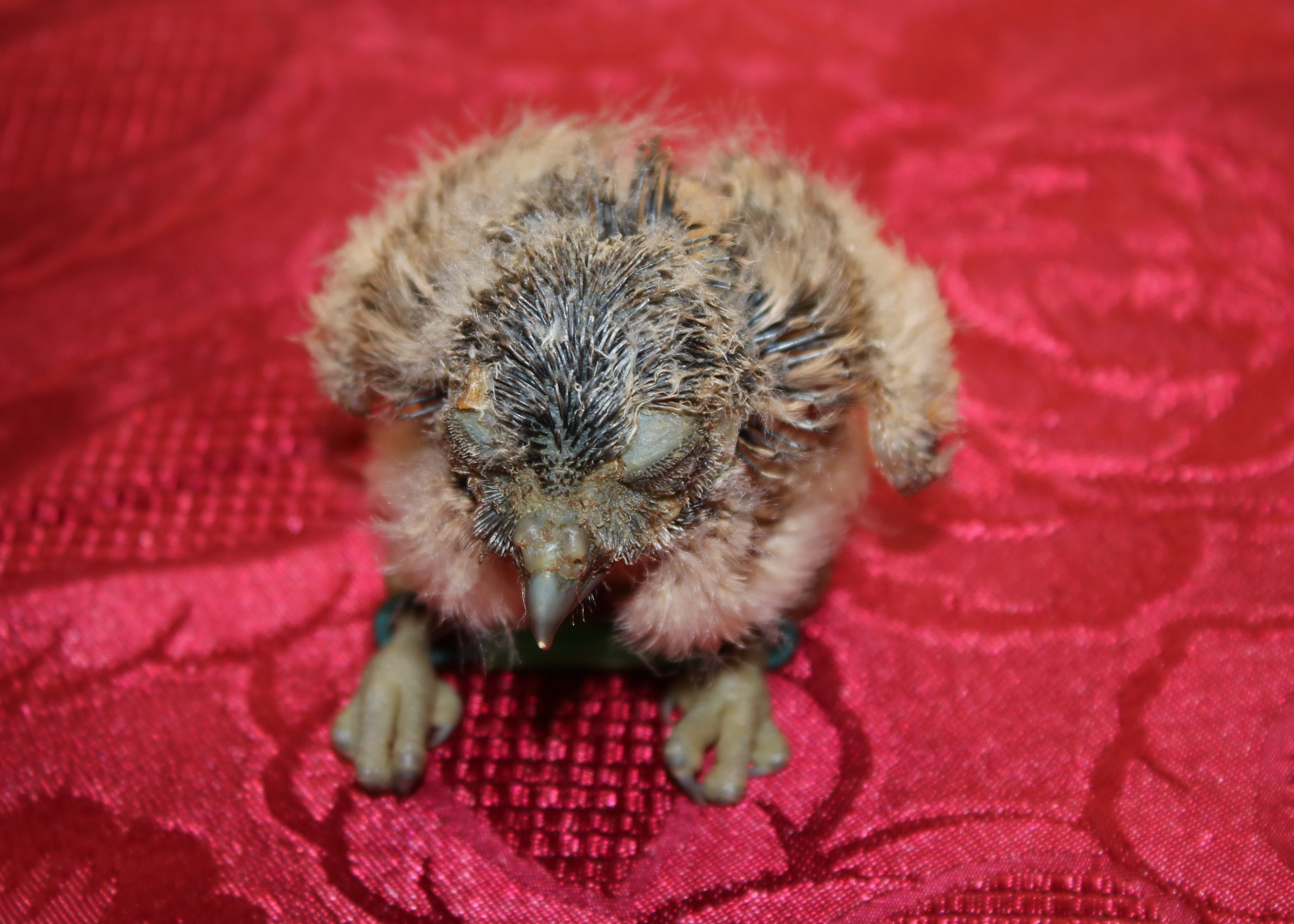 Canon EOS 750D (EOS Rebel T6i / EOS Kiss X8i) sample photo. Two week old hand reared burrowing owl photography