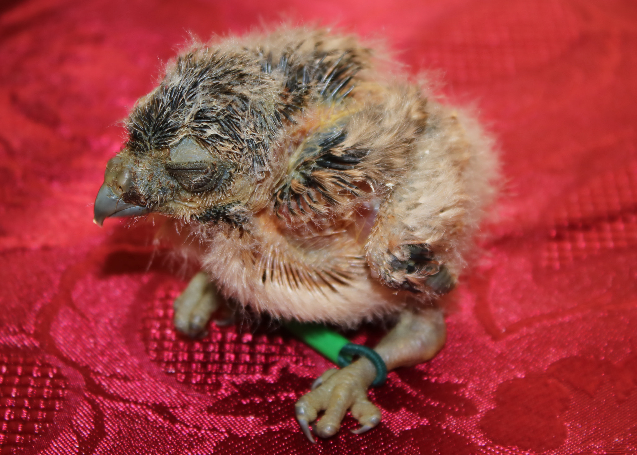 Canon EOS 750D (EOS Rebel T6i / EOS Kiss X8i) sample photo. Two week old hand reared burrowing owl photography