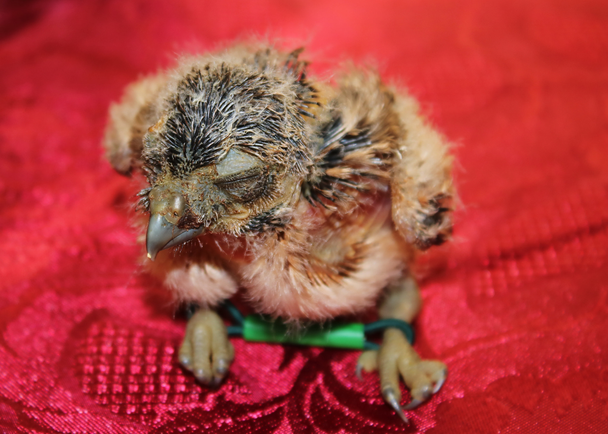 Canon EOS 750D (EOS Rebel T6i / EOS Kiss X8i) + Canon EF-S 18-55mm F3.5-5.6 IS sample photo. Two week old hand reared burrowing owl photography