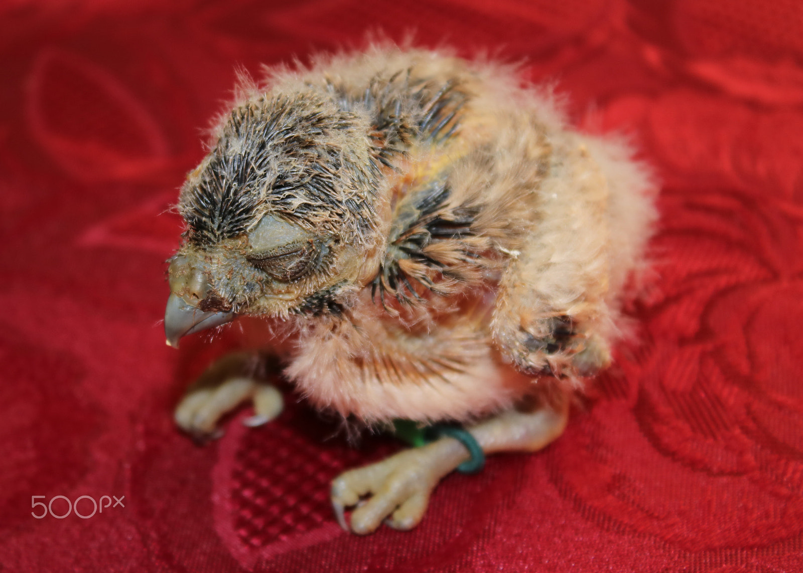 Canon EOS 750D (EOS Rebel T6i / EOS Kiss X8i) + Canon EF-S 18-55mm F3.5-5.6 IS sample photo. Two week old hand reared burrowing owl photography